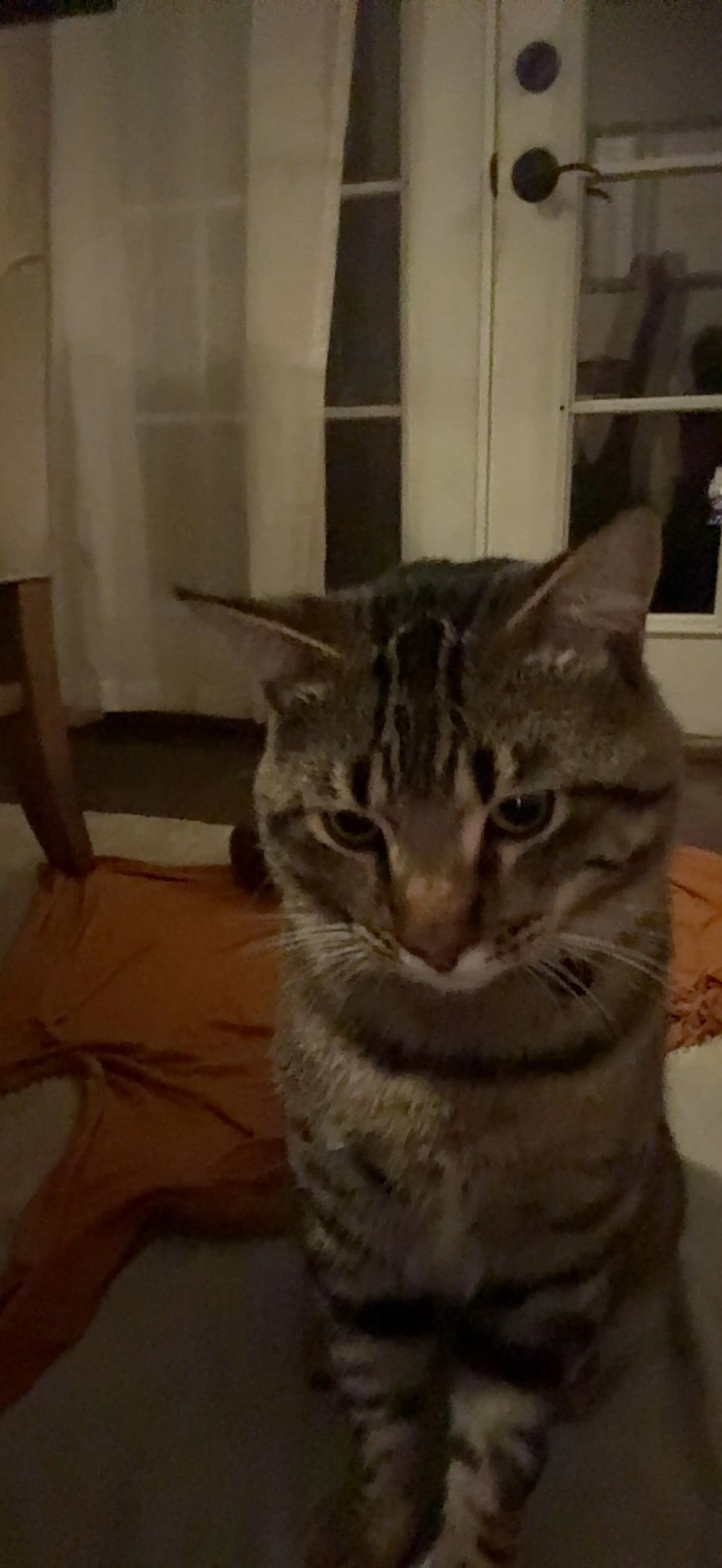 Lost pet-0