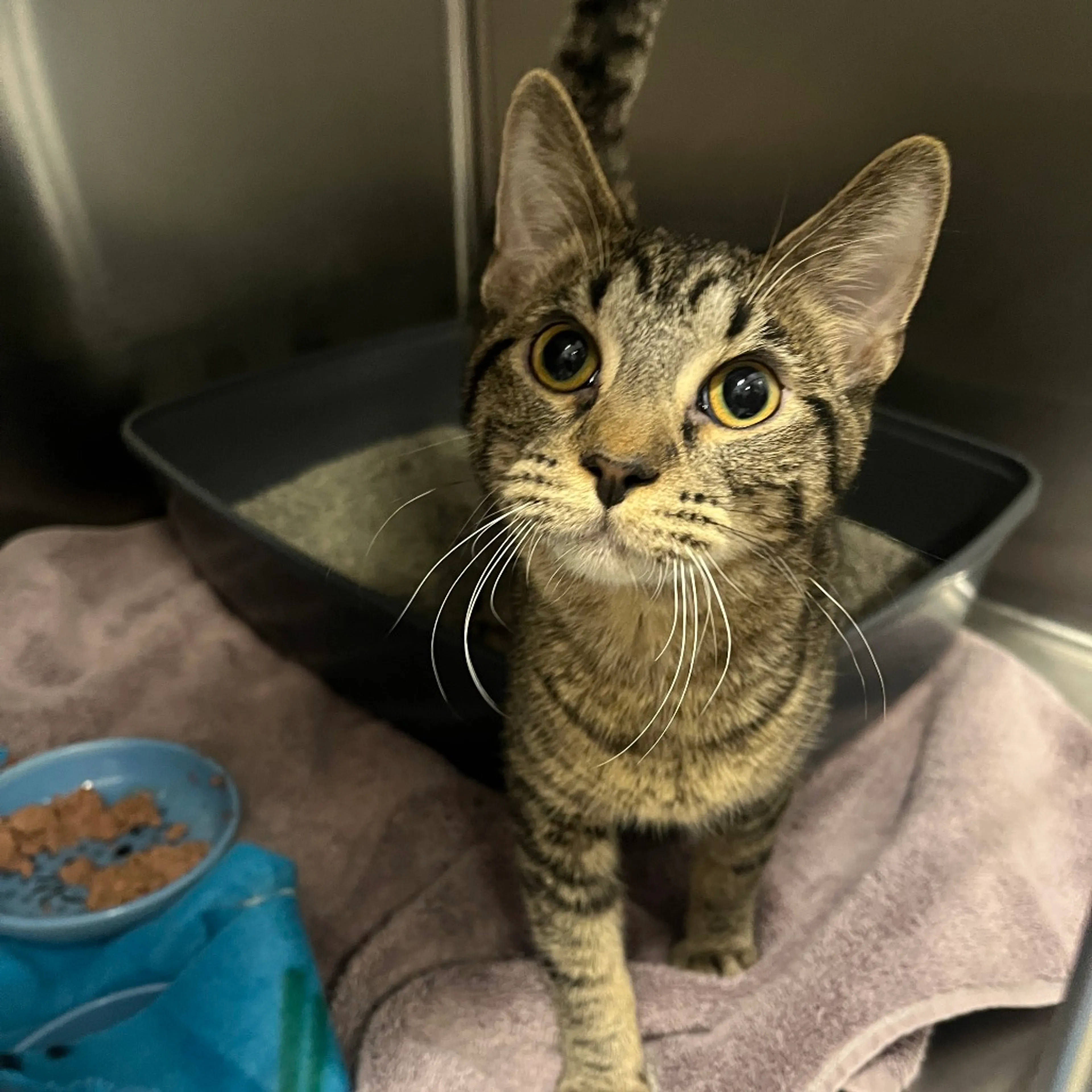Found pet