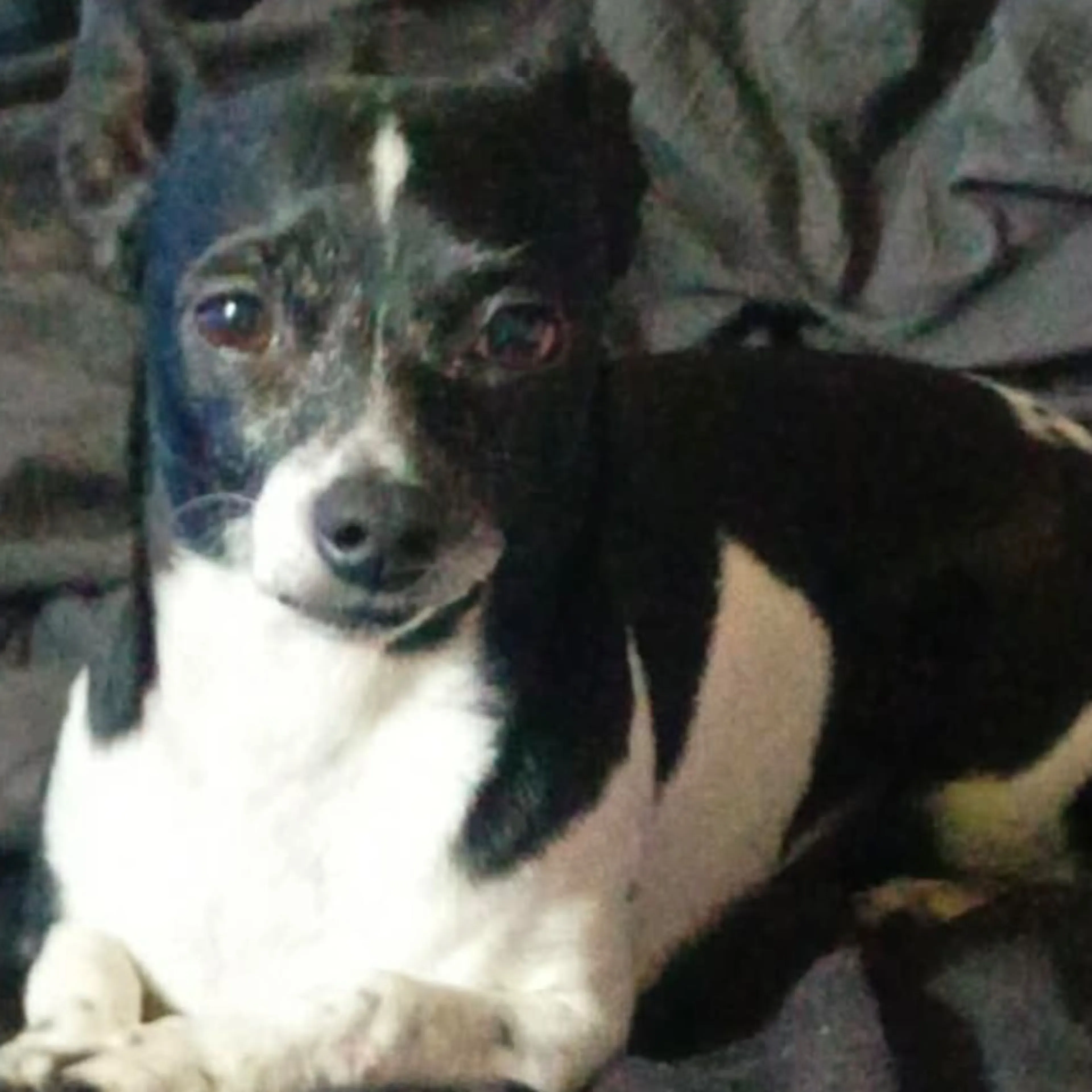 Lost pet