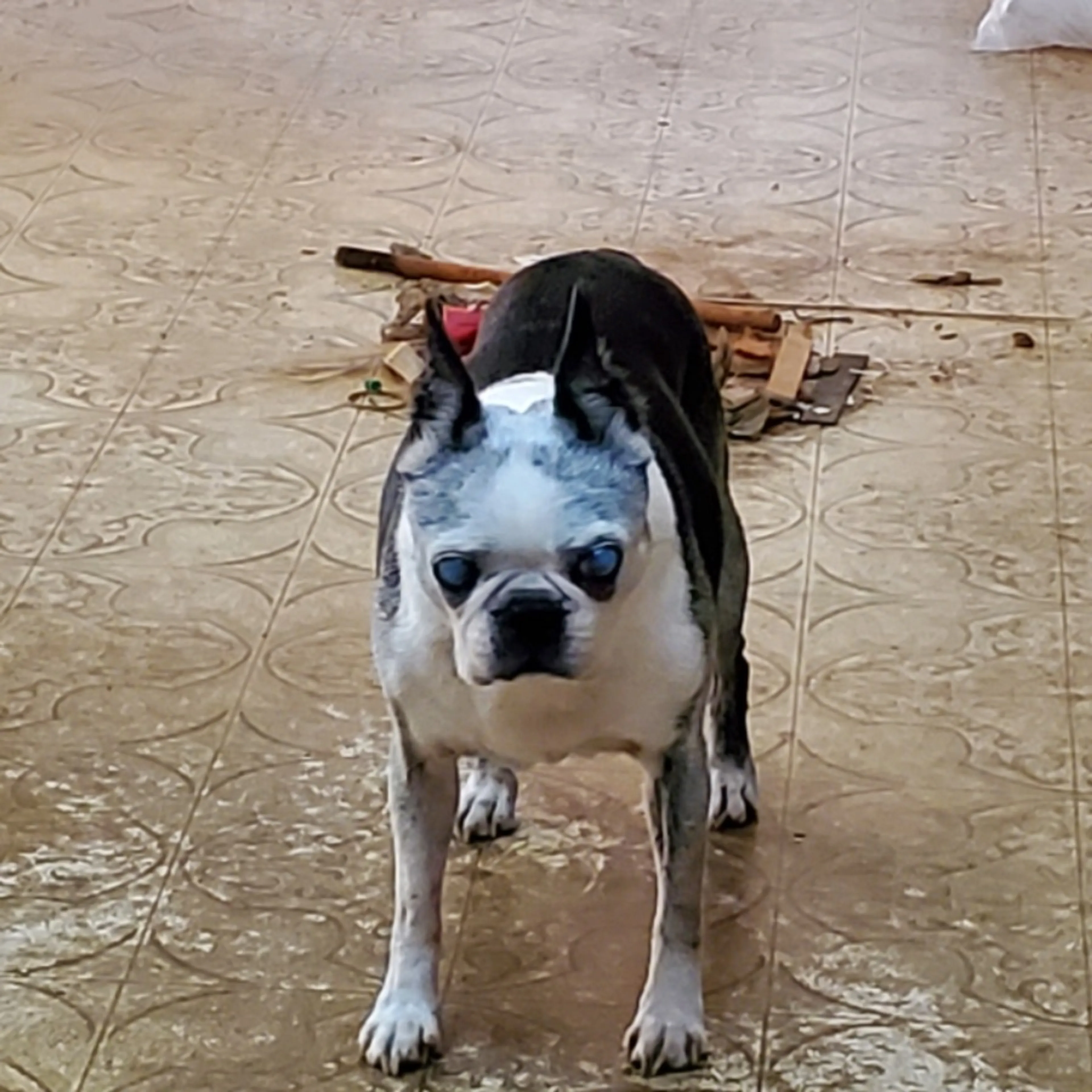 Lost pet