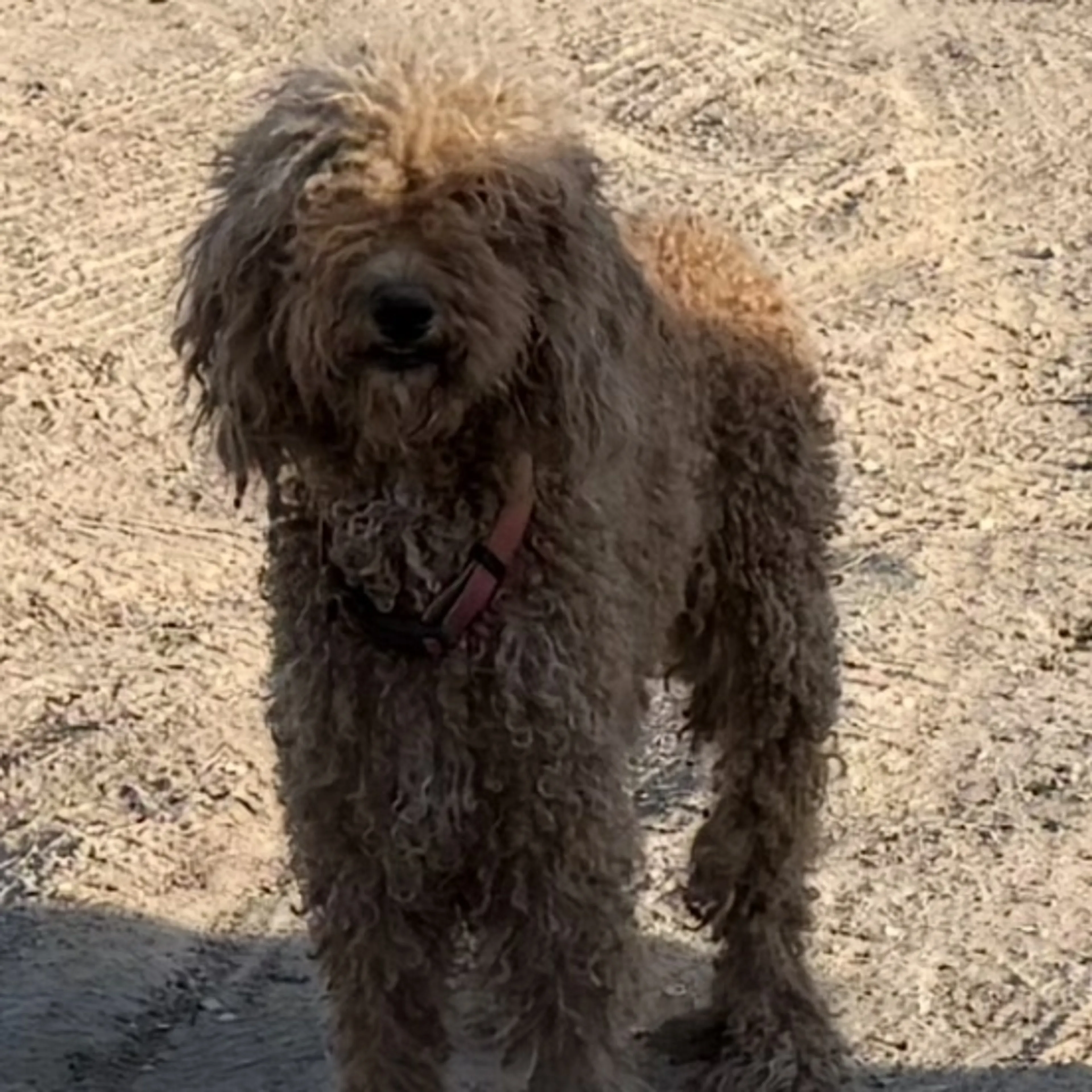 Found pet