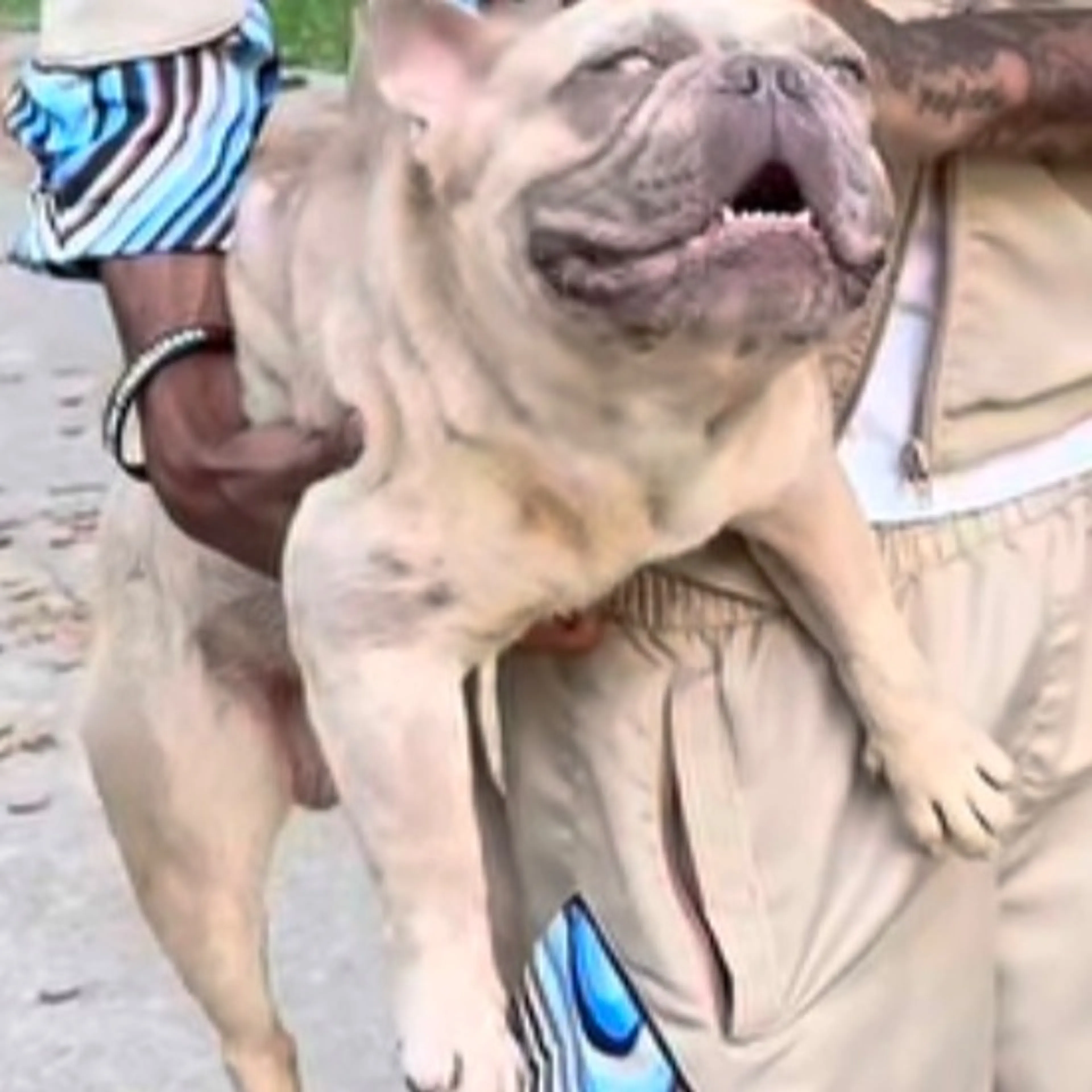 Lost pet