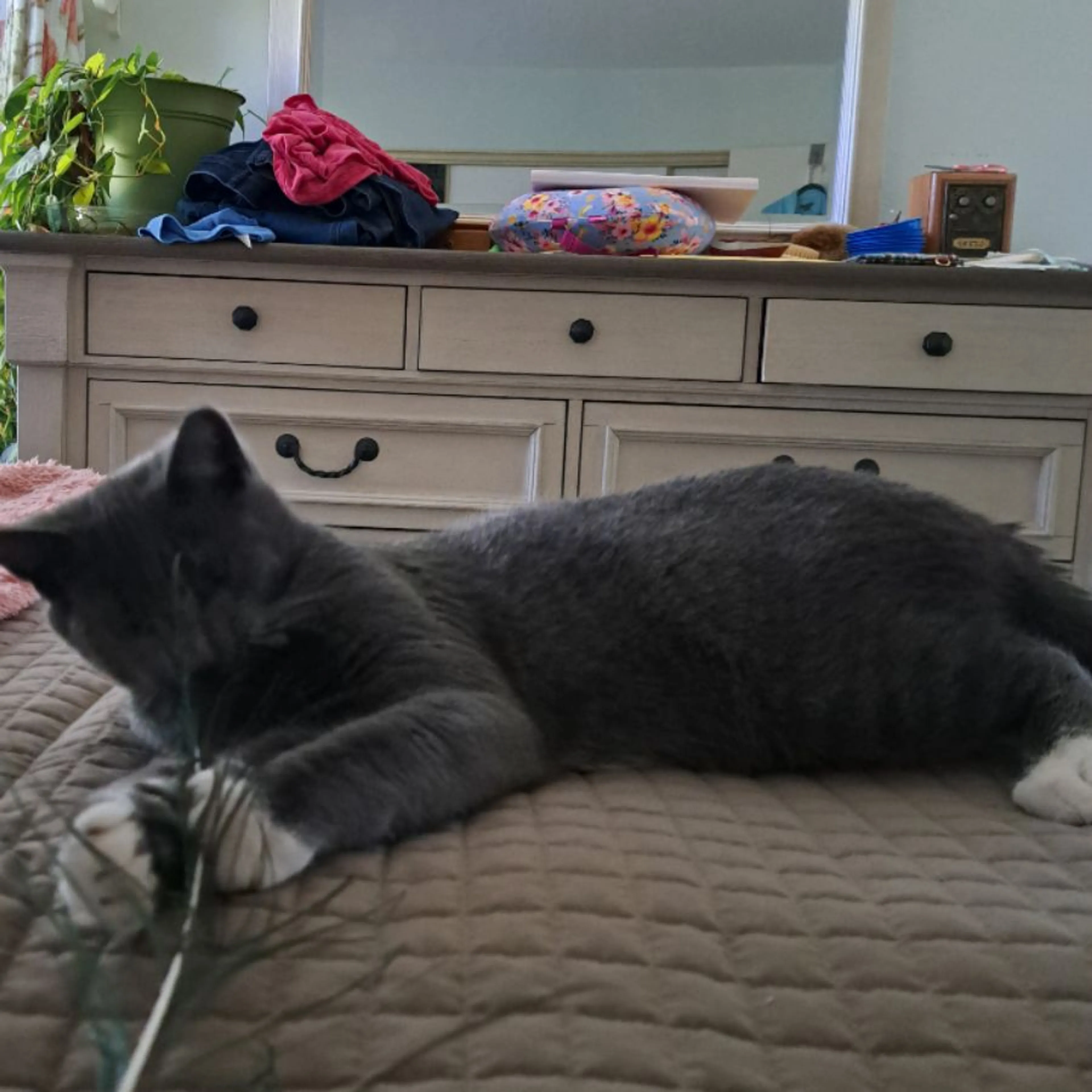 Found pet