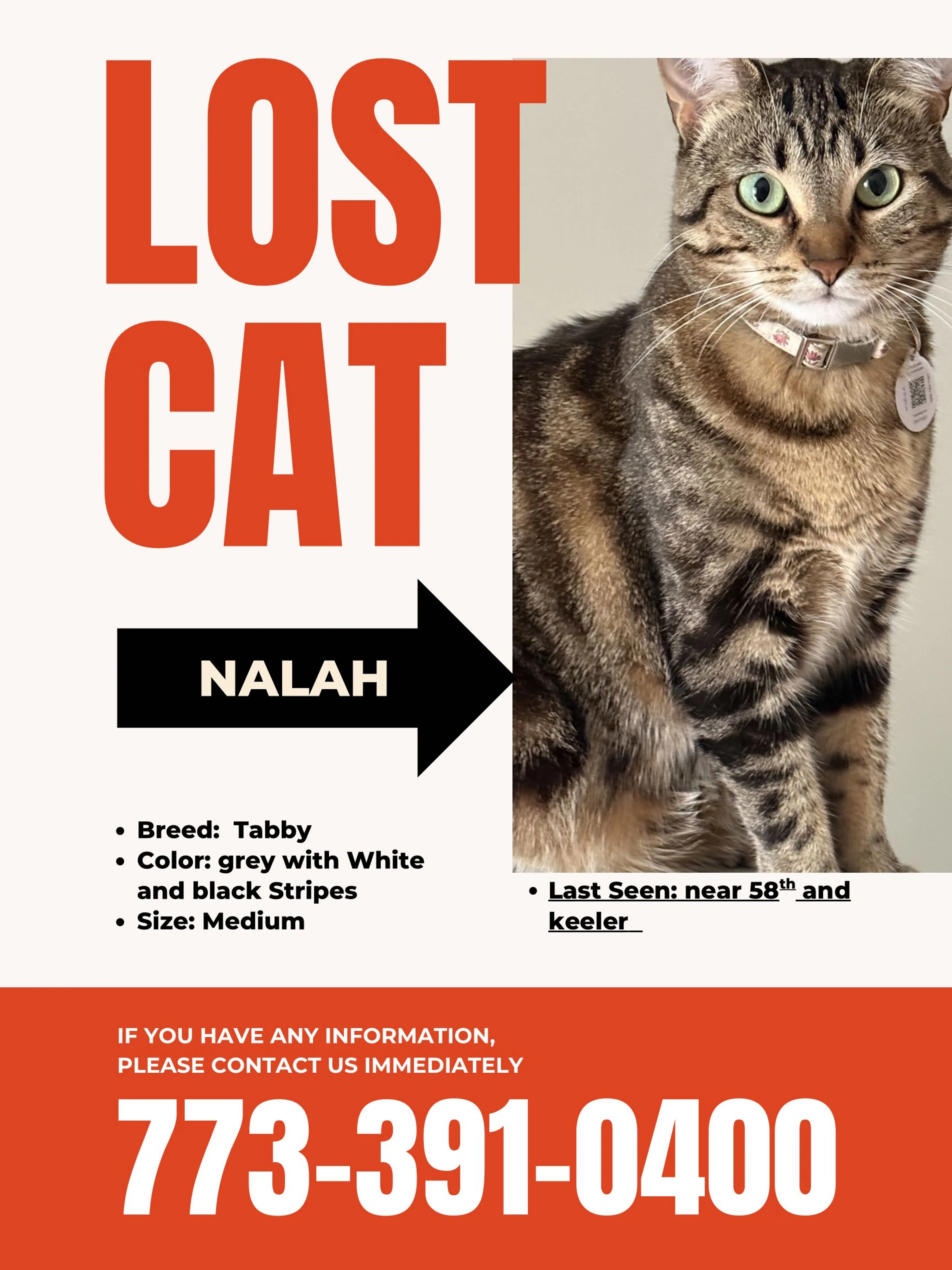 Lost pet