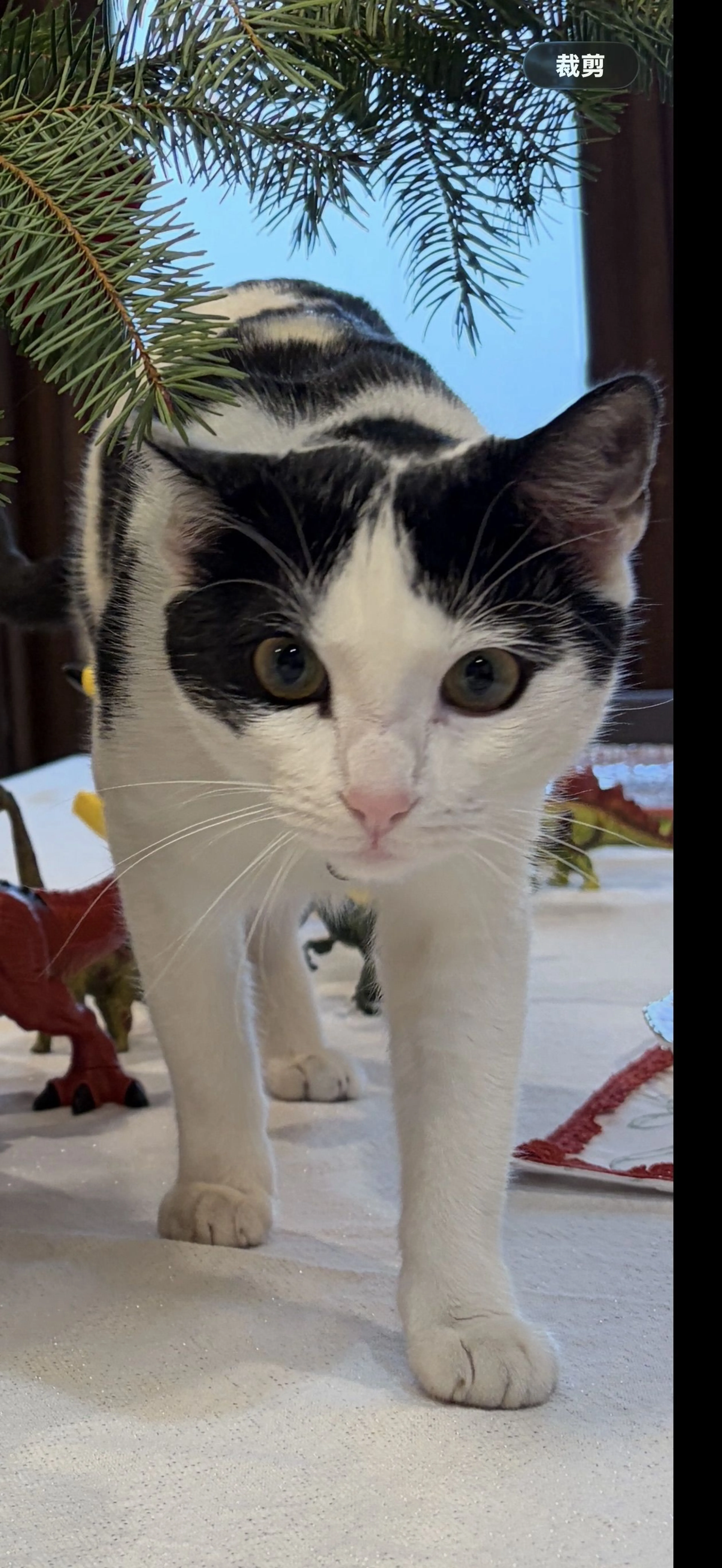 Lost pet-1