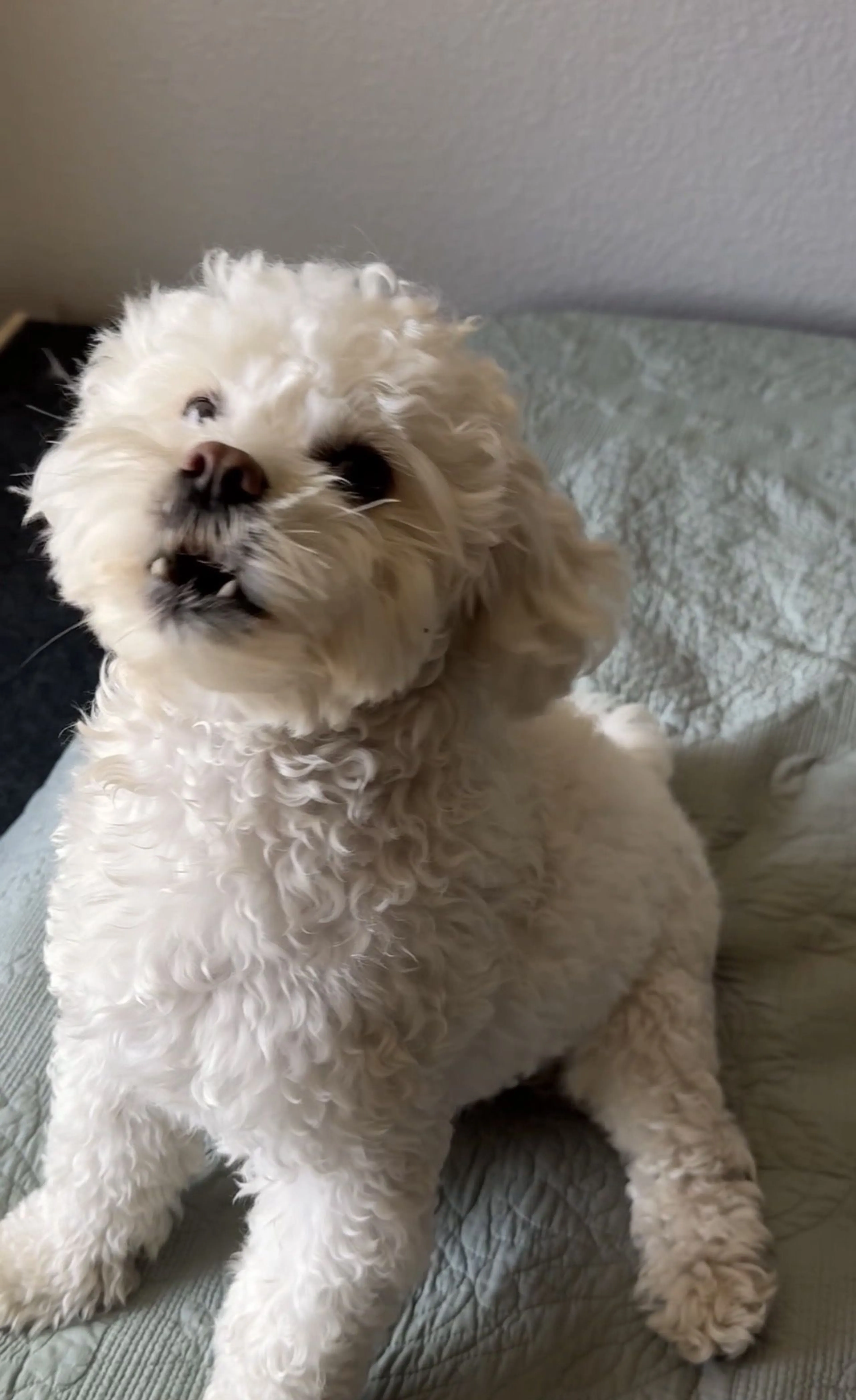 Lost pet