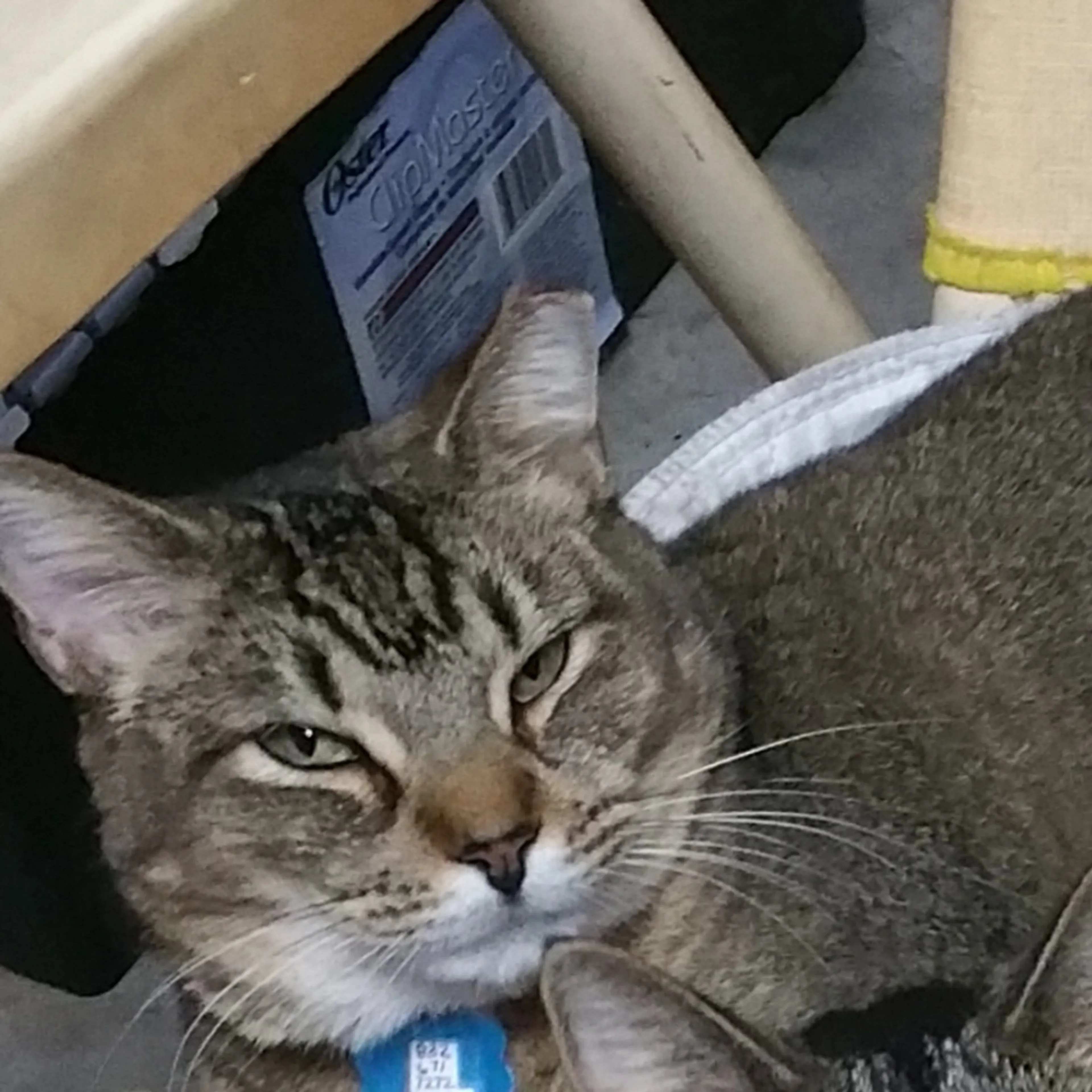 Lost pet-3