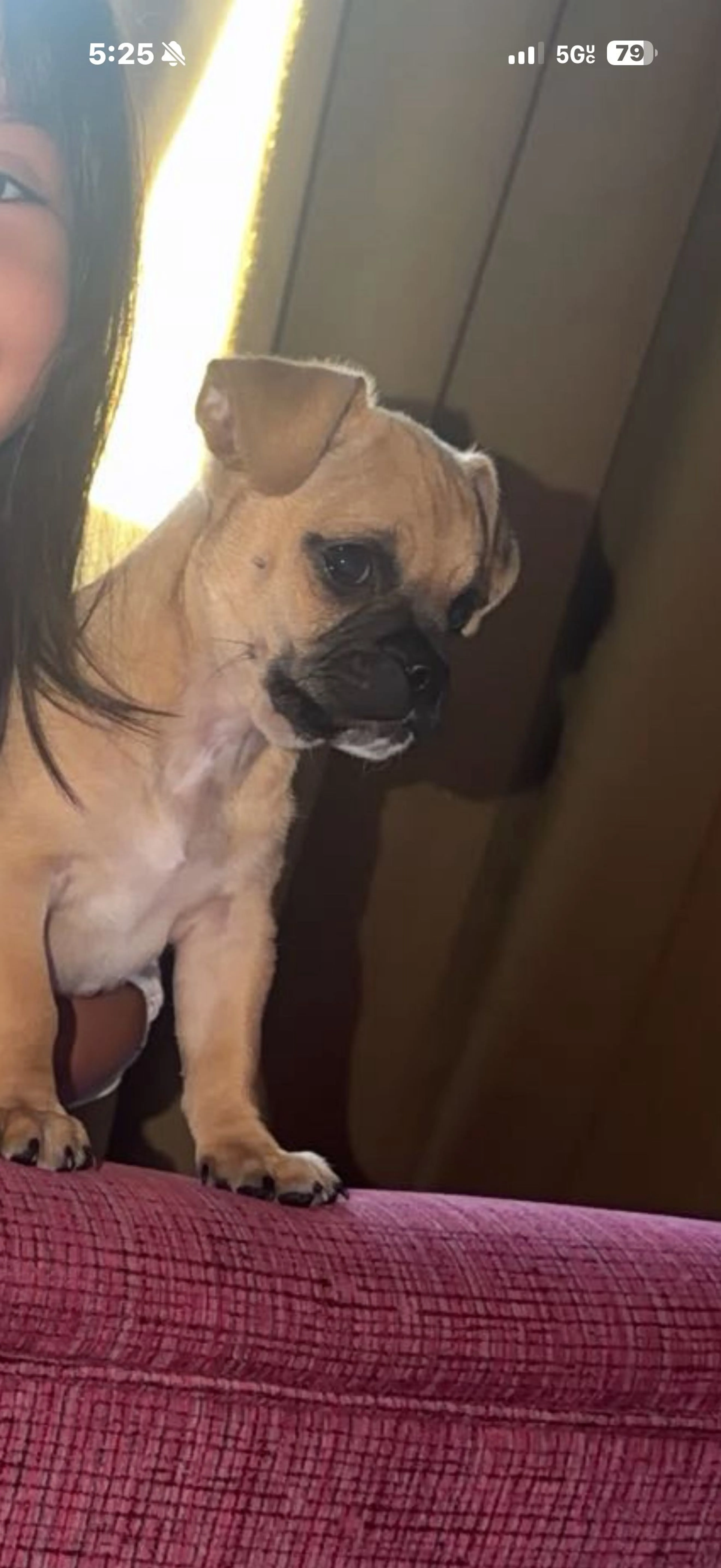 Lost pet