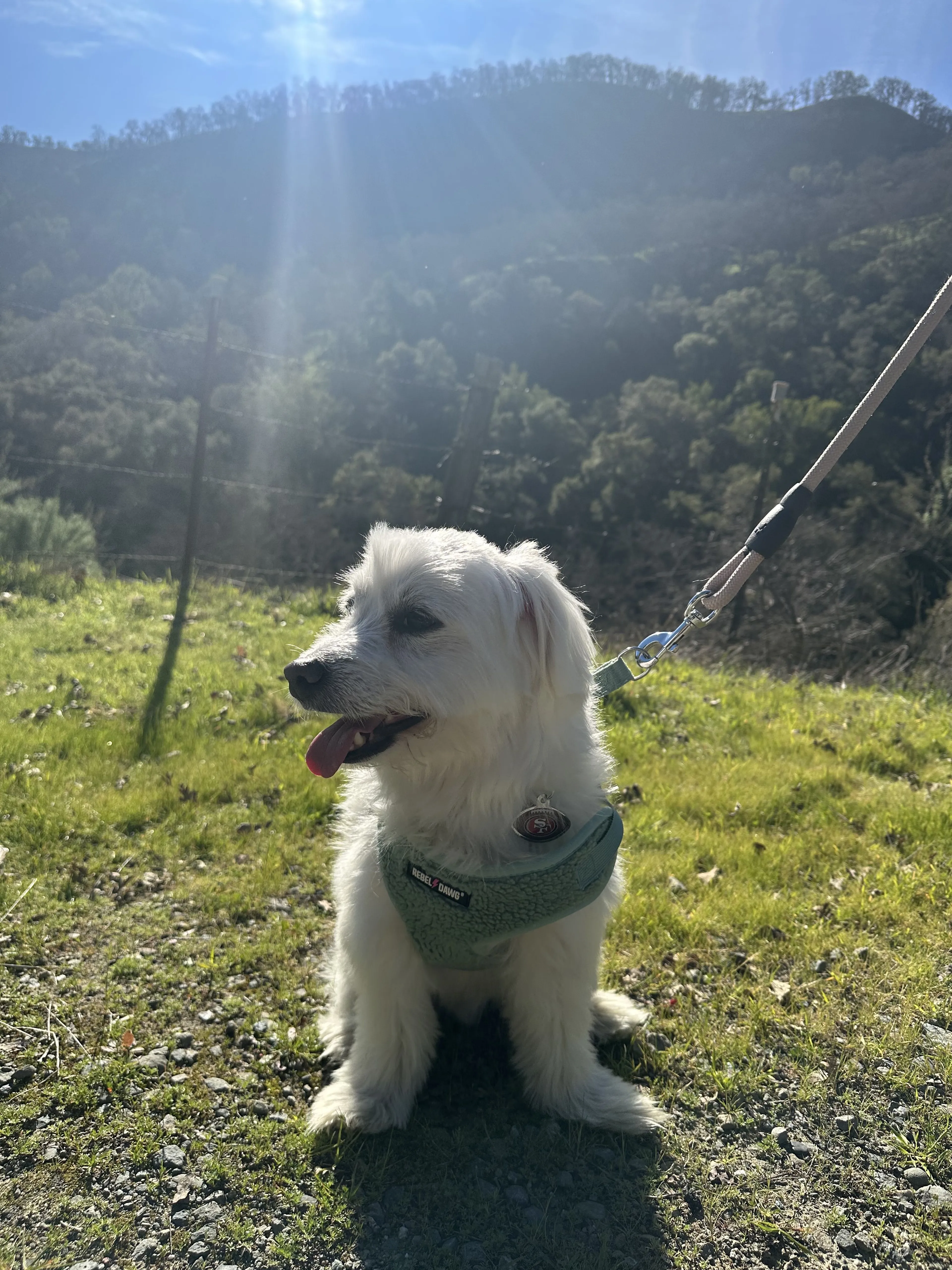 Lost pet-0