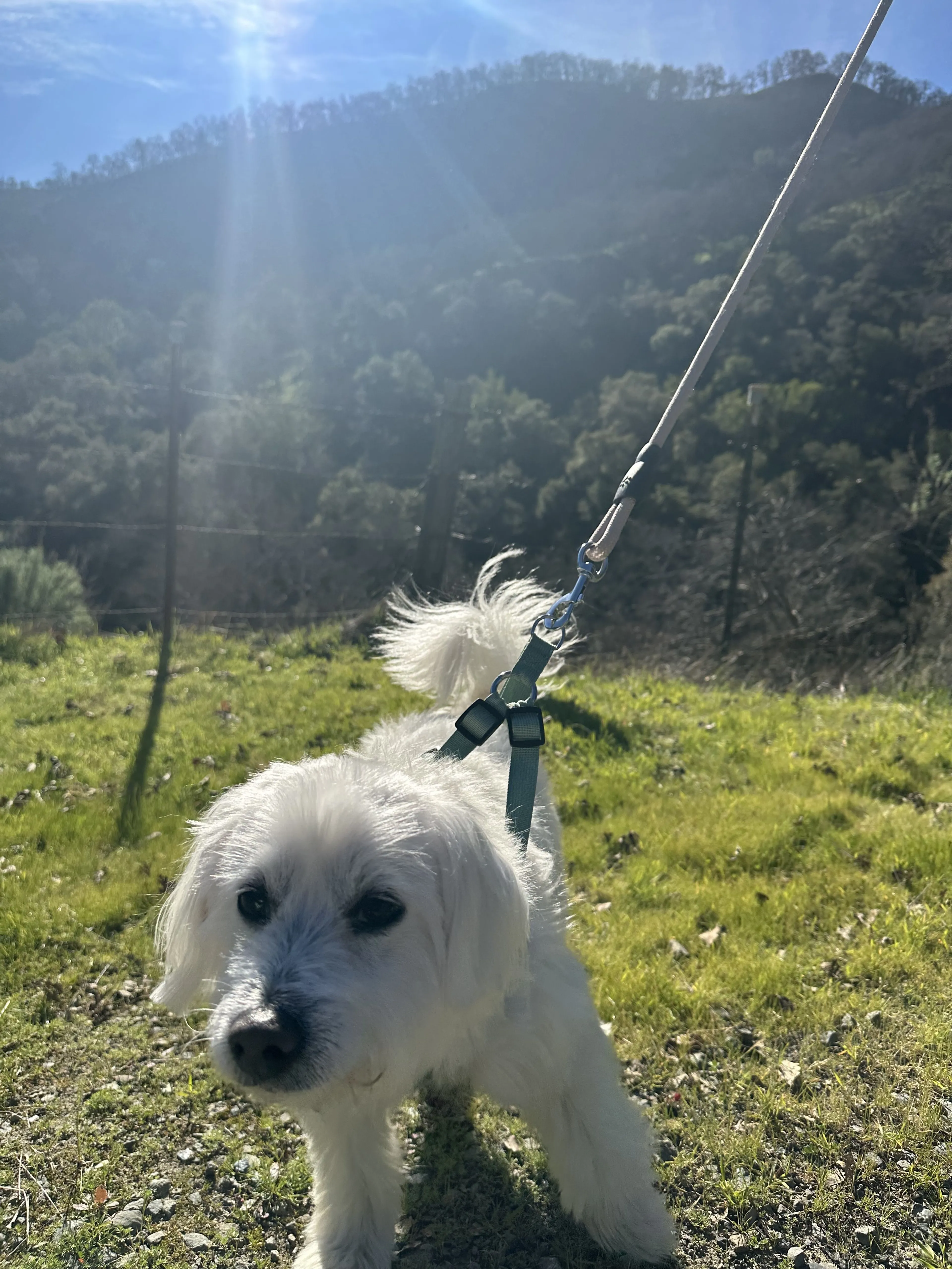 Lost pet-1