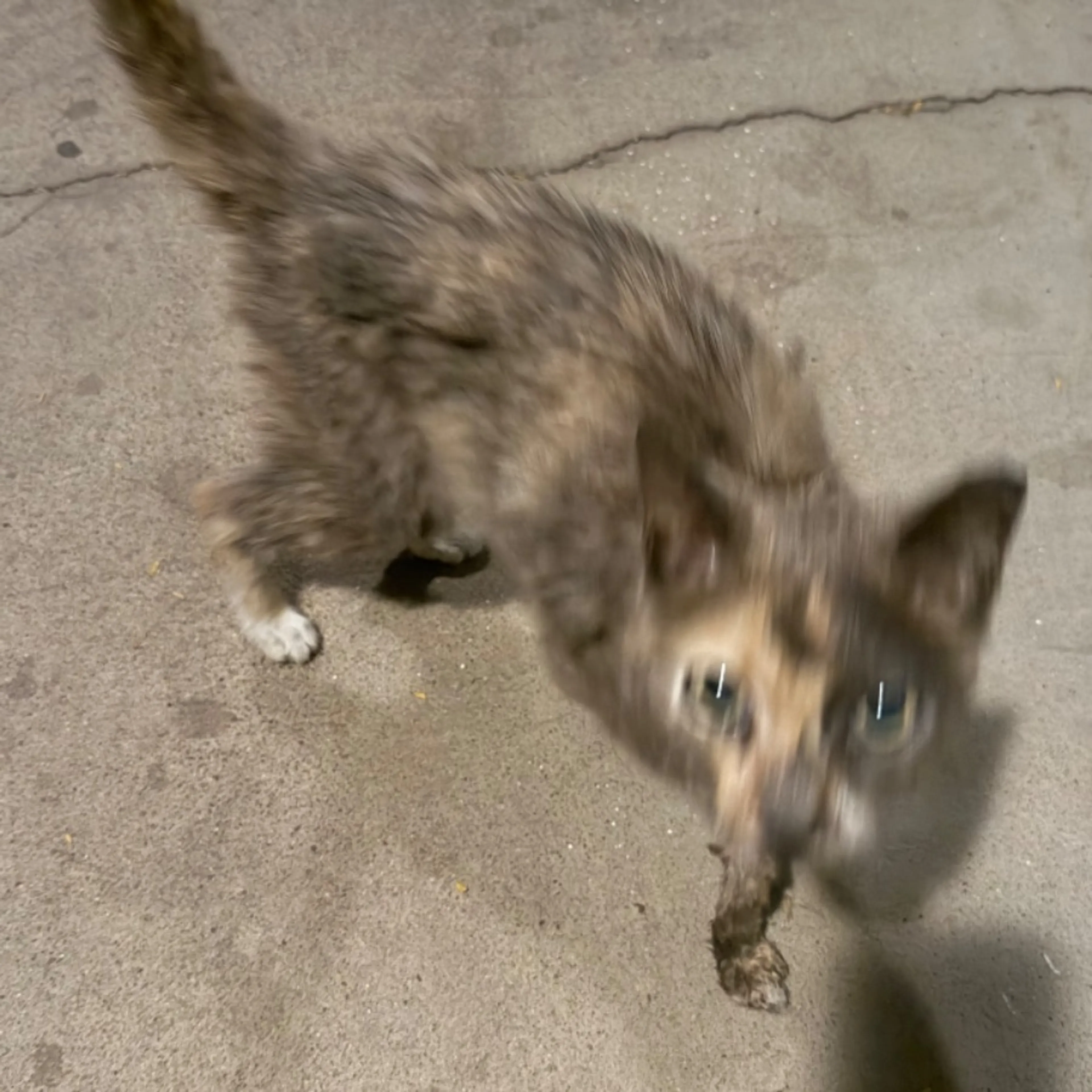 Found pet