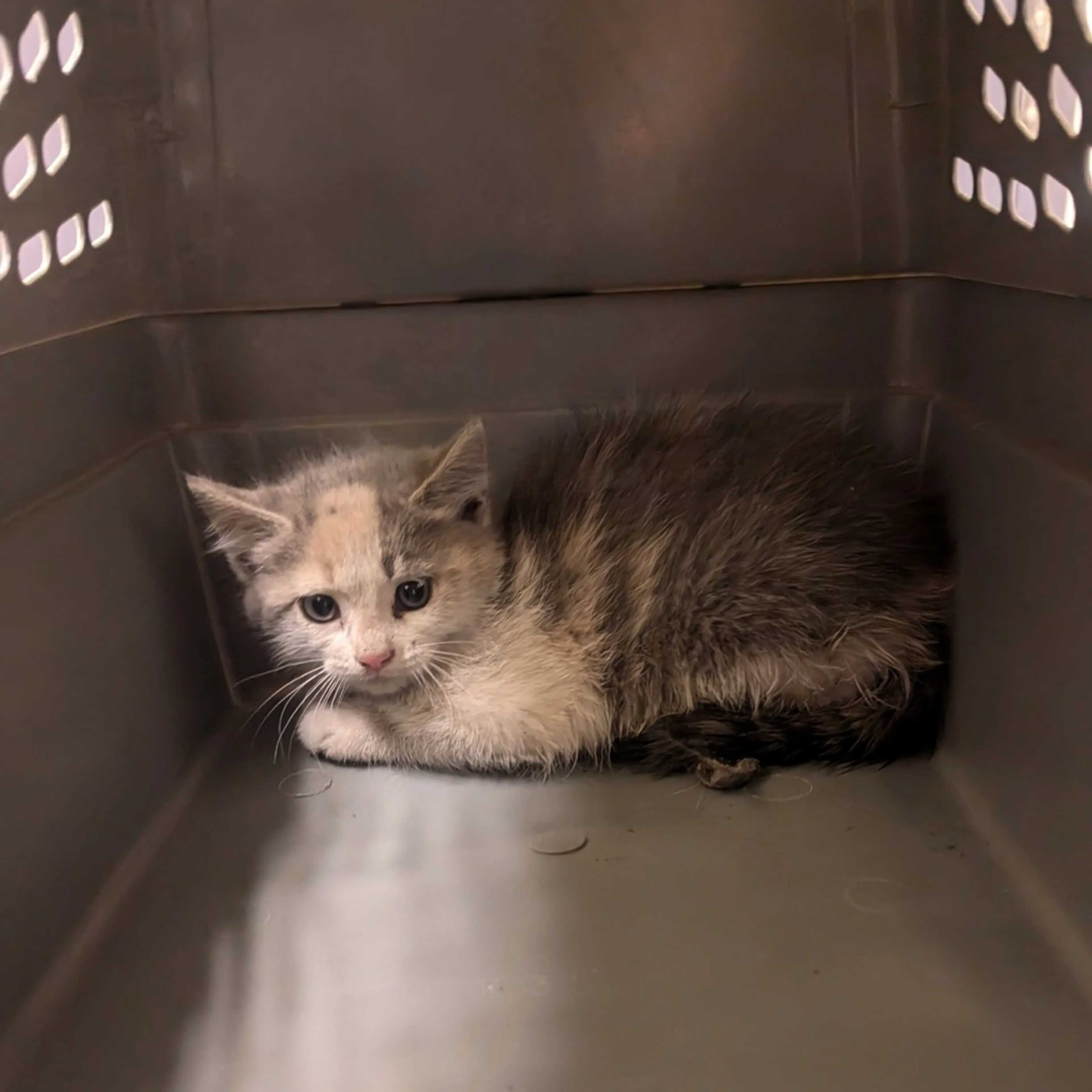 Found pet