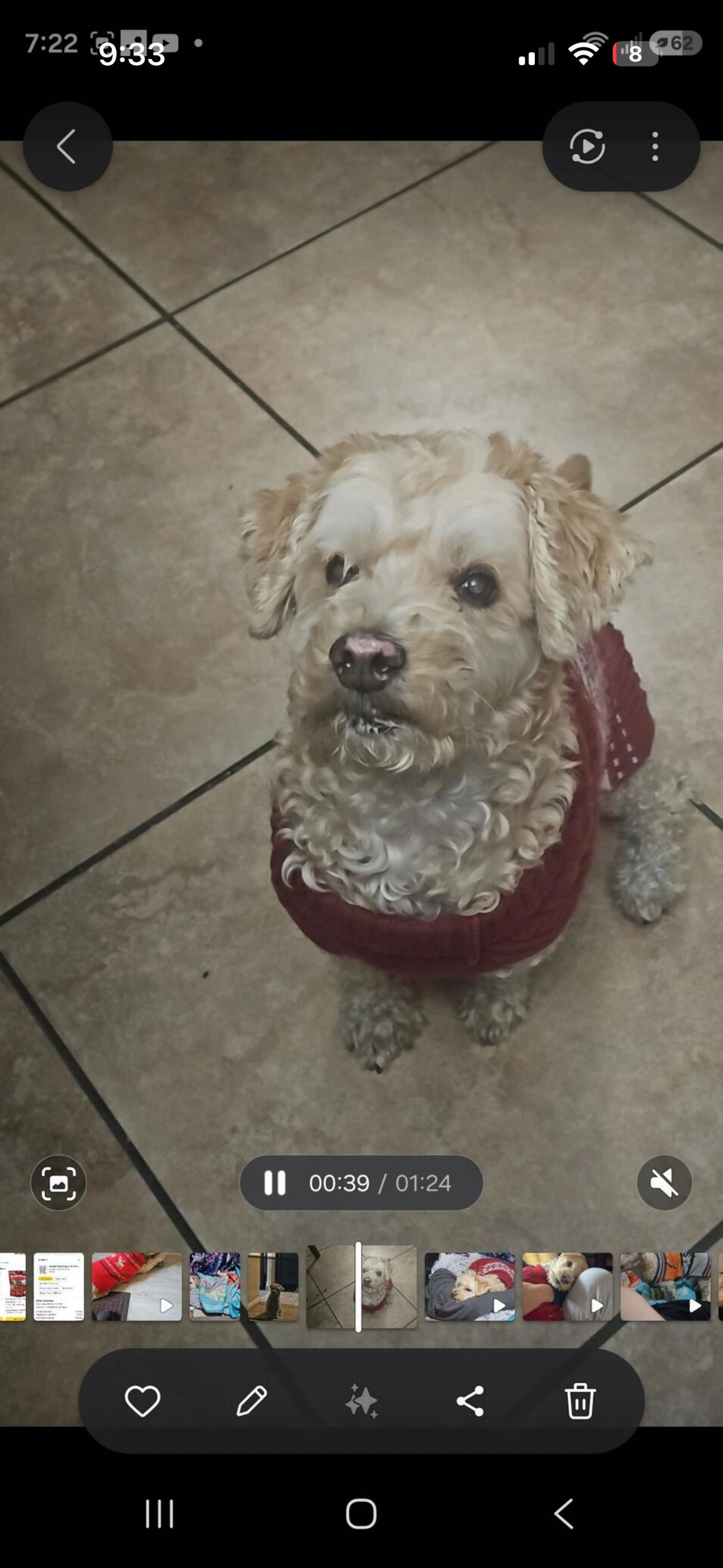 Lost pet-1