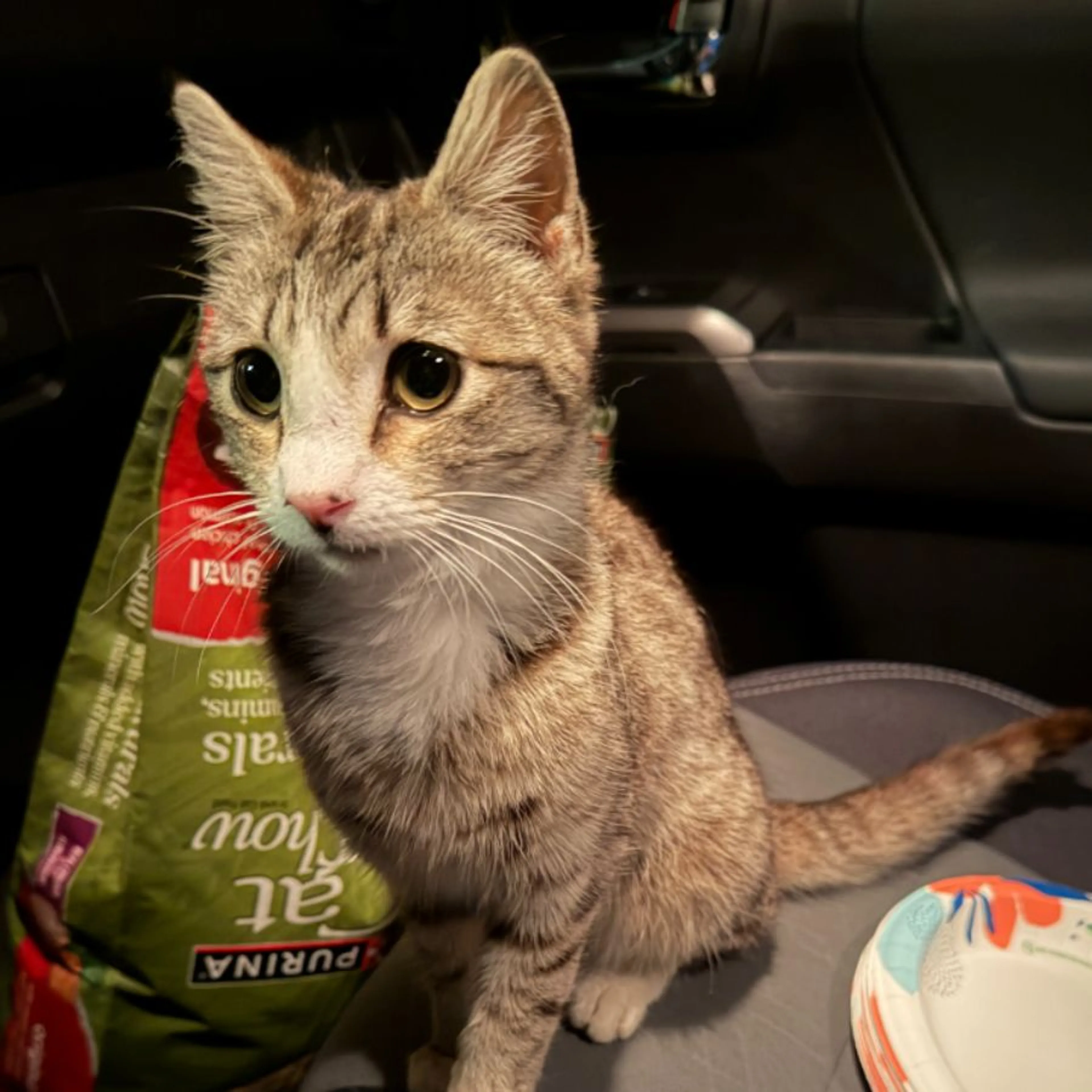 Found pet
