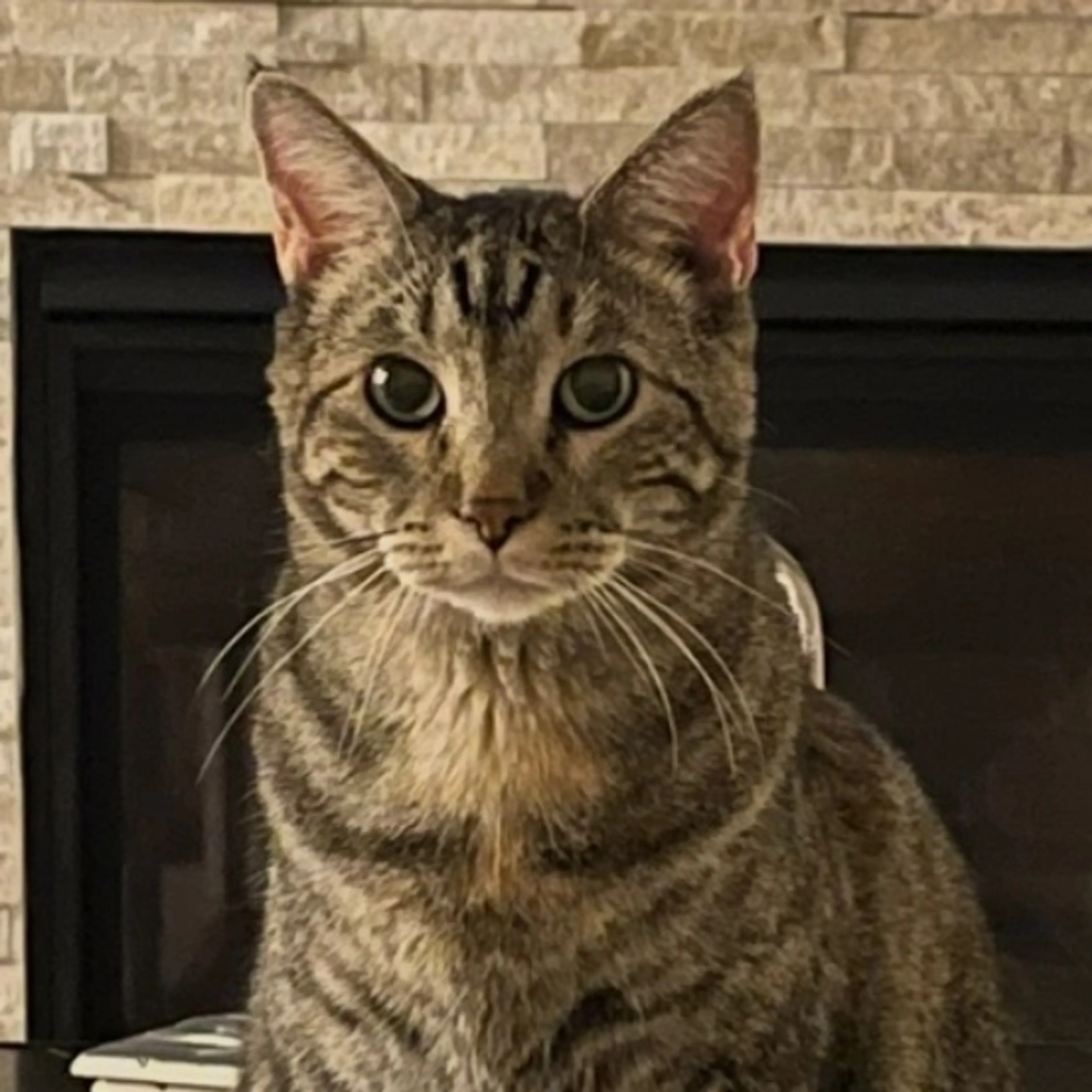 cdn image