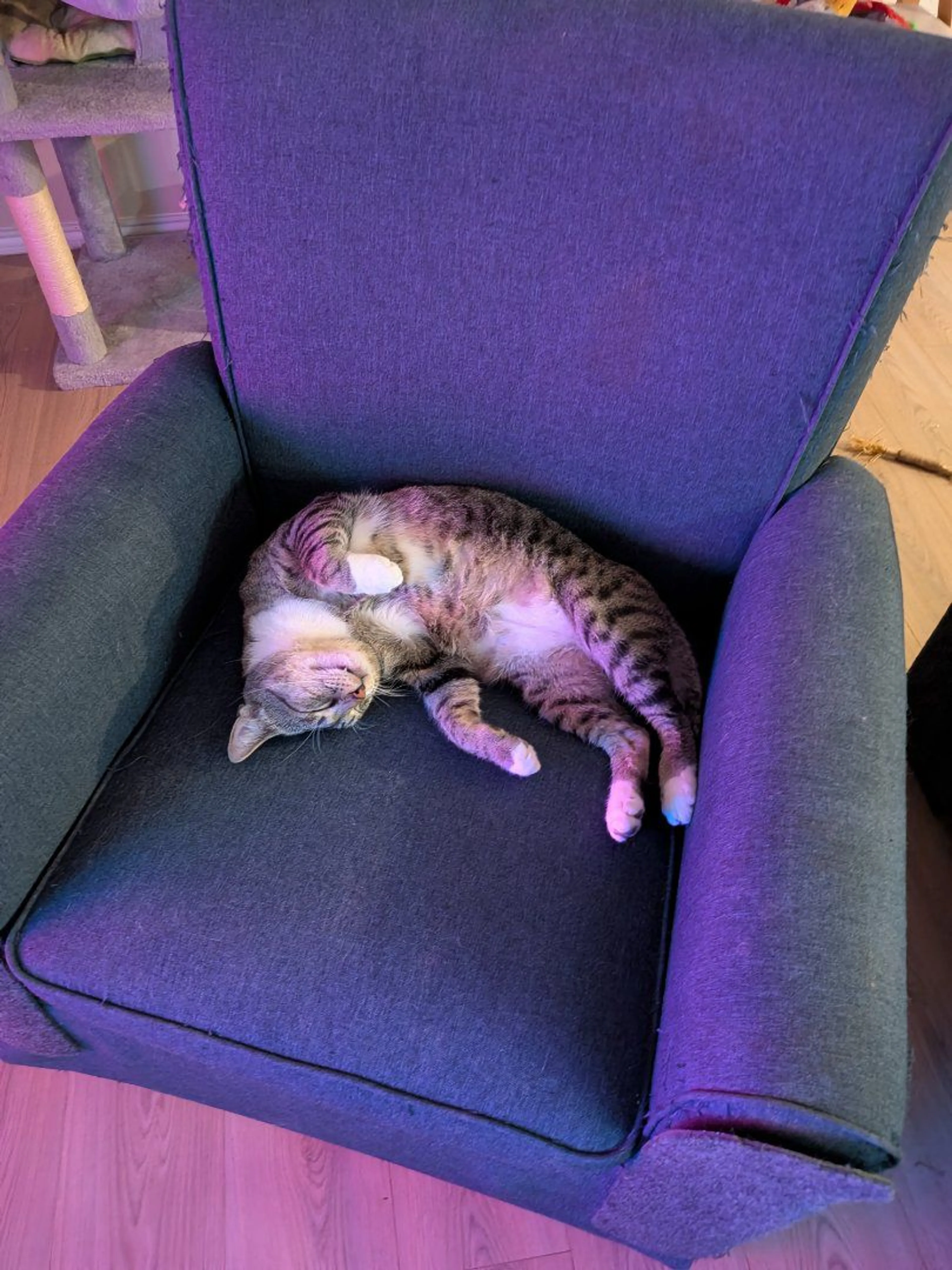 Lost pet-0