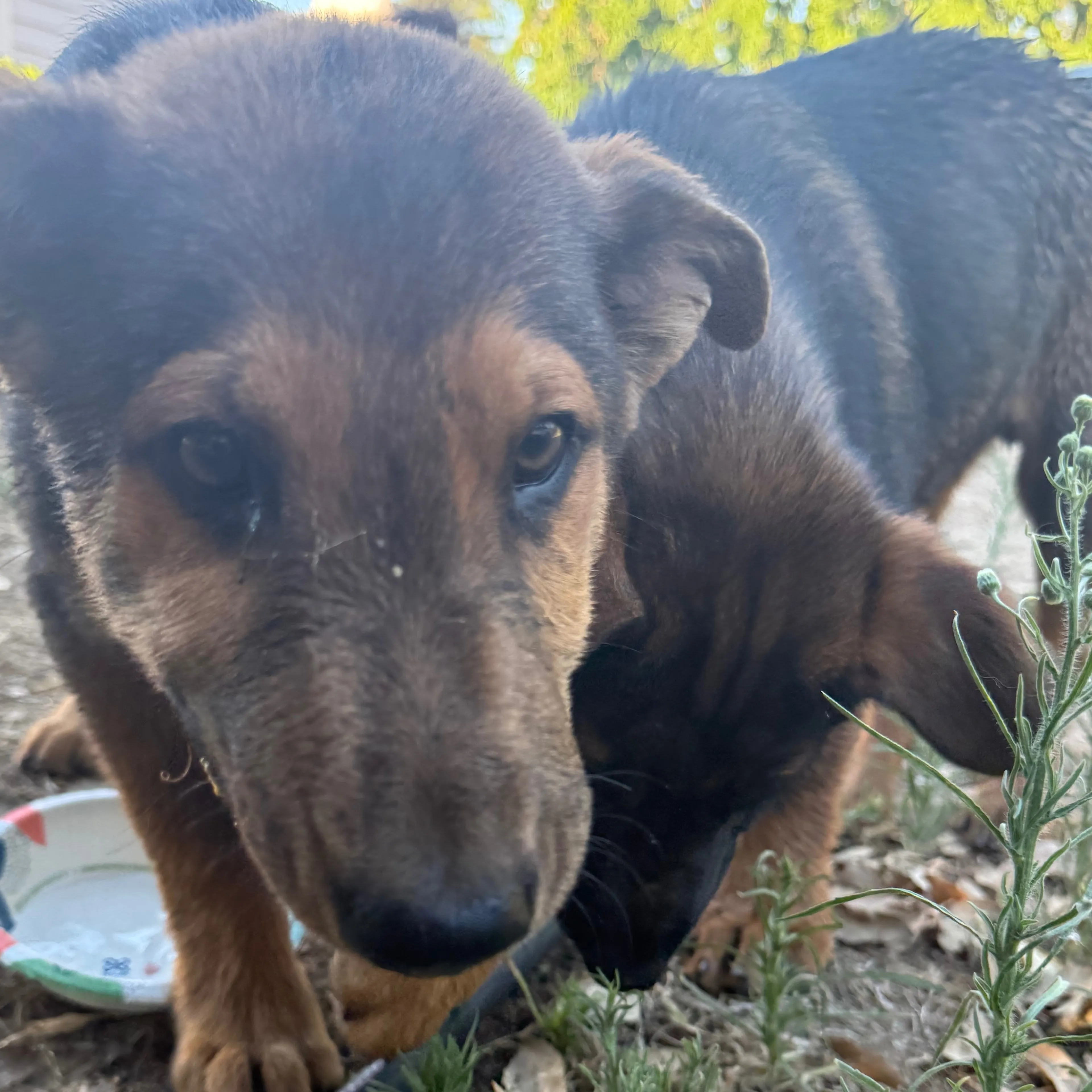 Found pet-1
