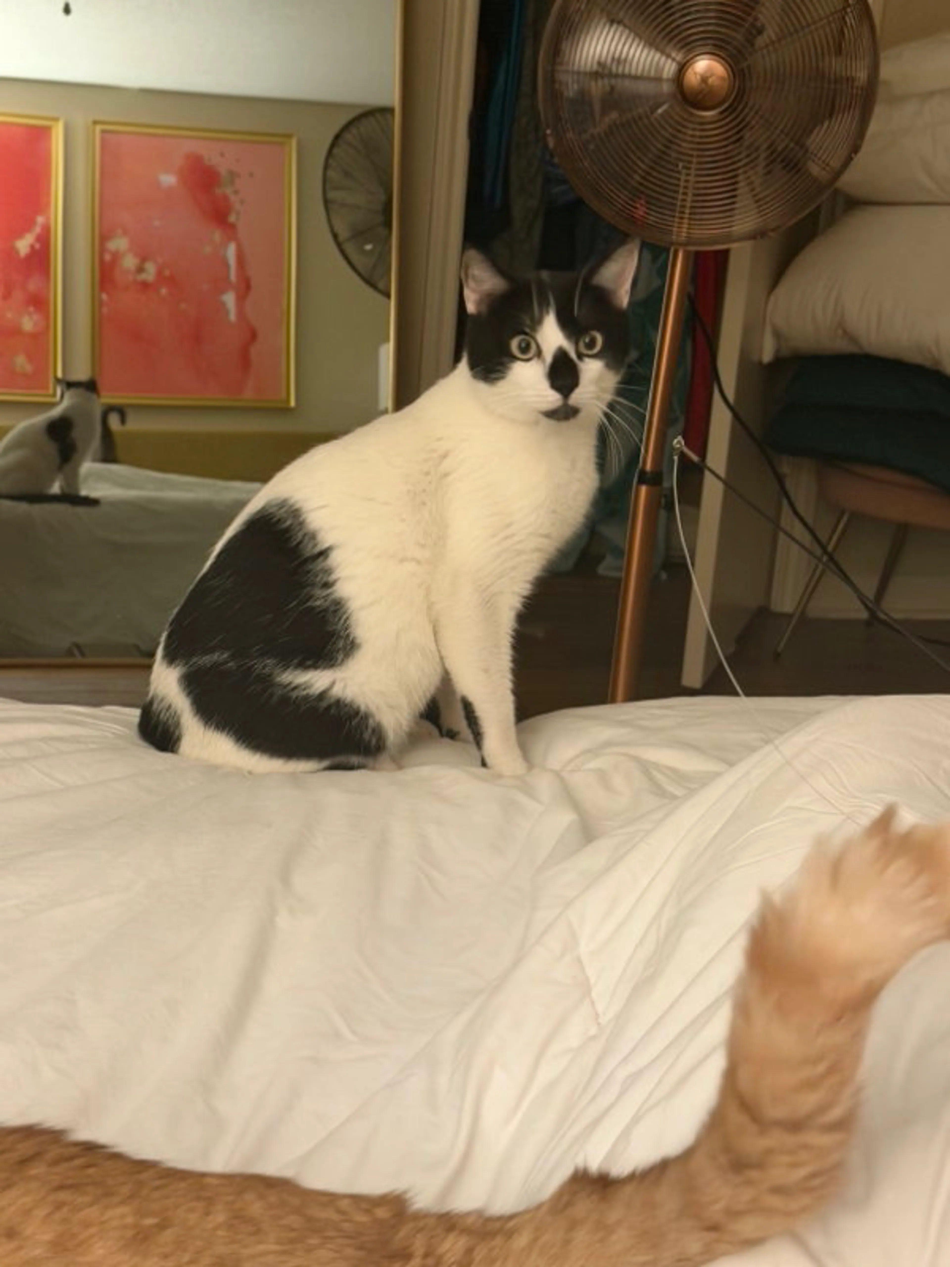 Found pet-0