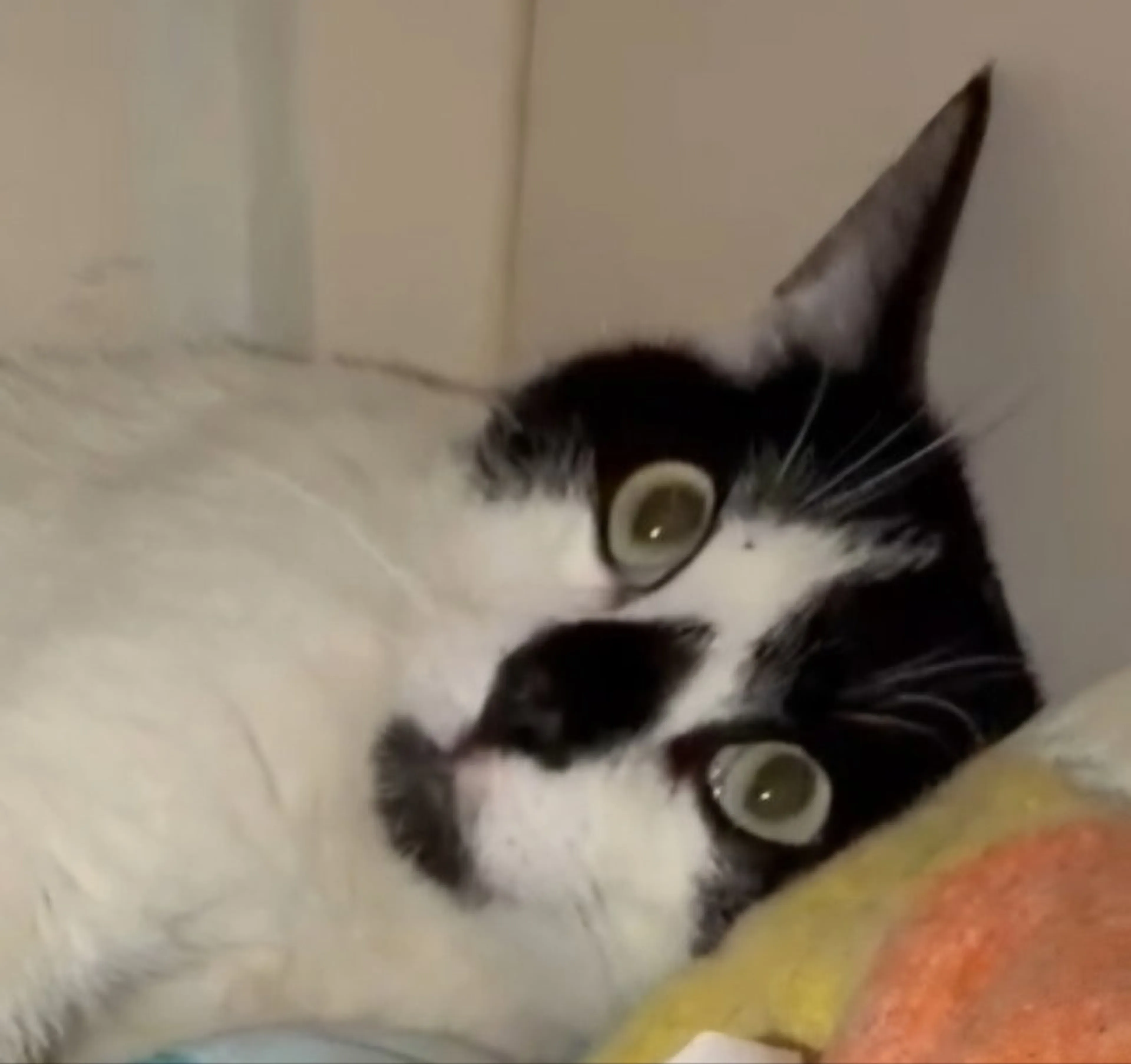 Found pet-3
