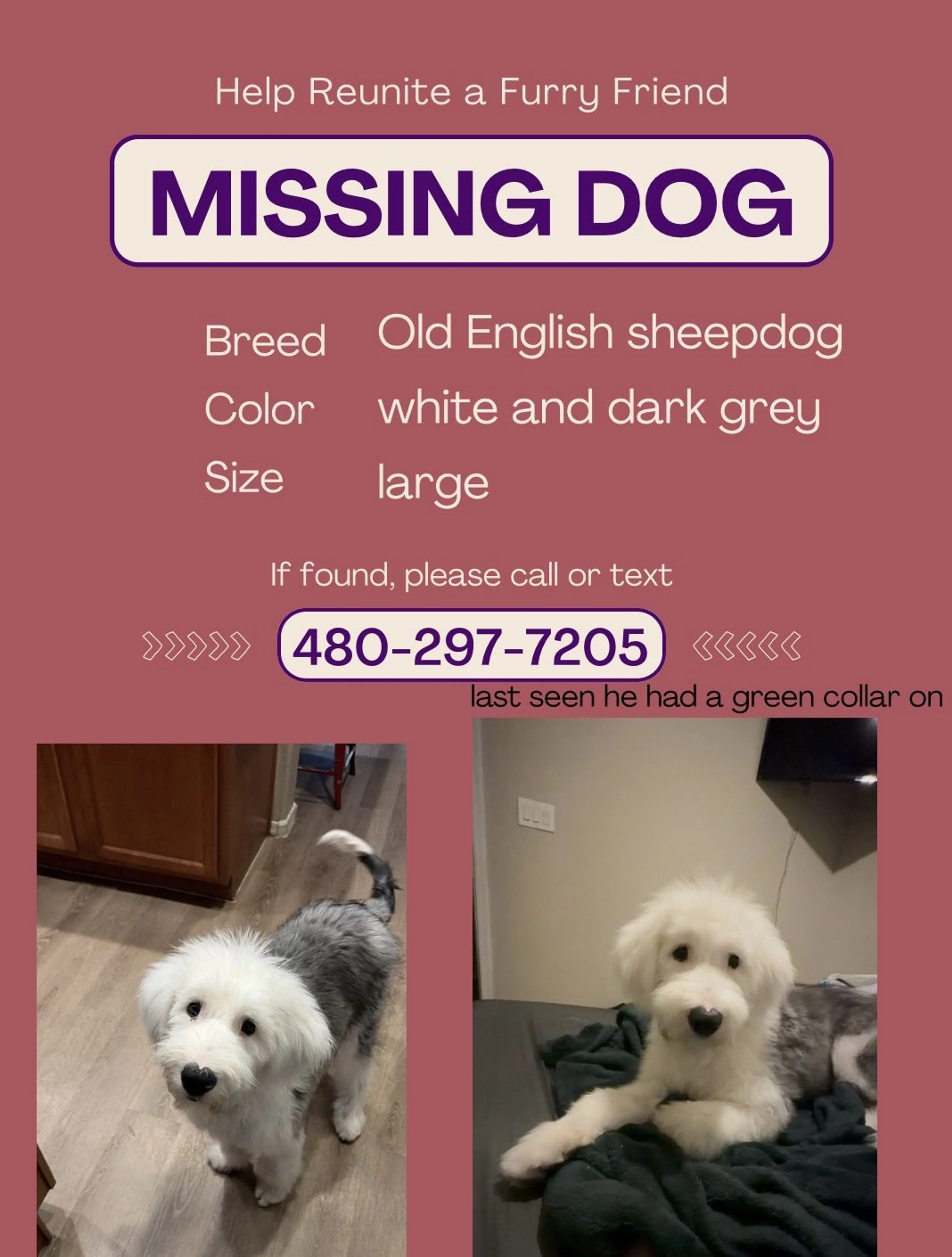 Lost pet-1