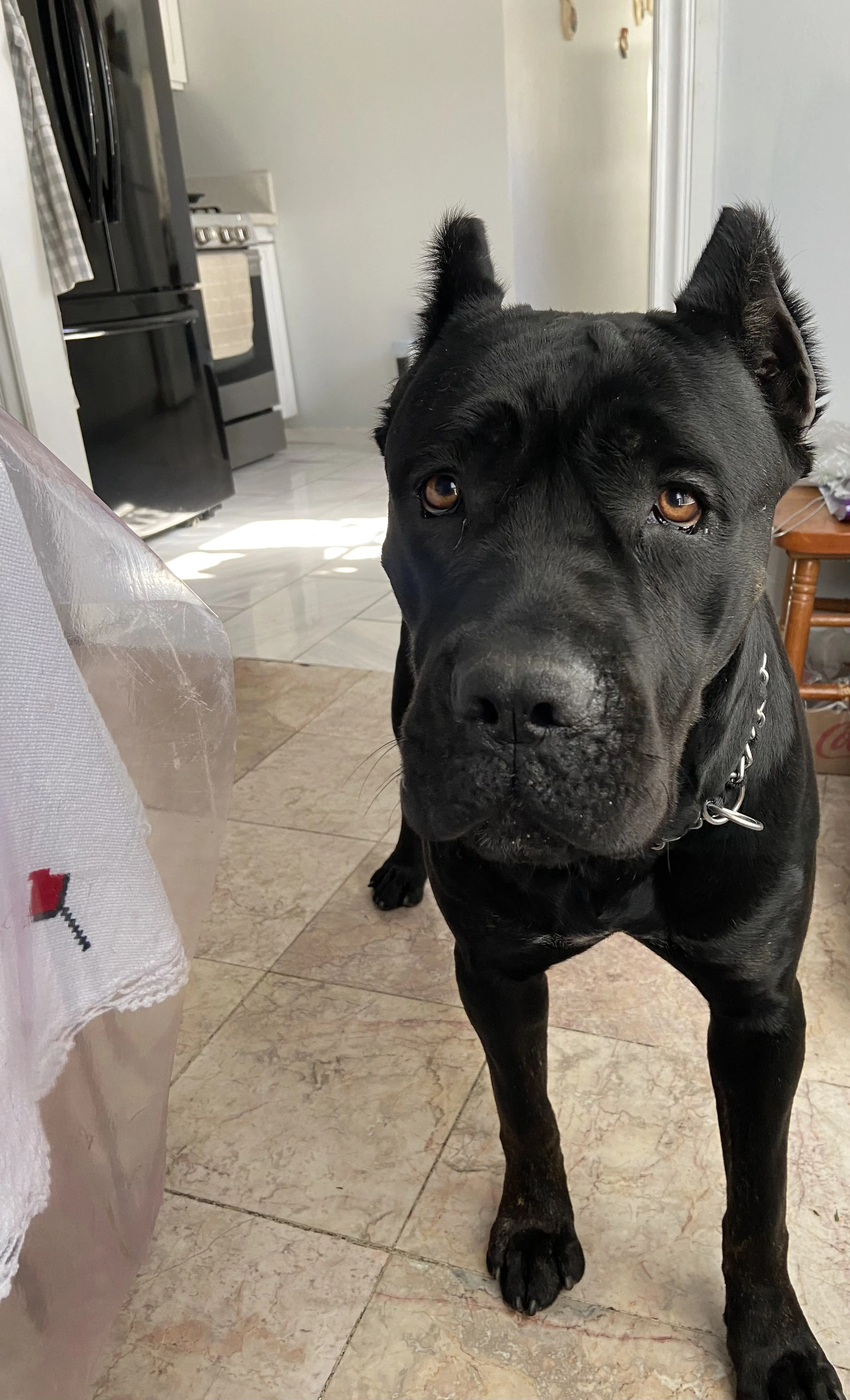 Lost pet-0