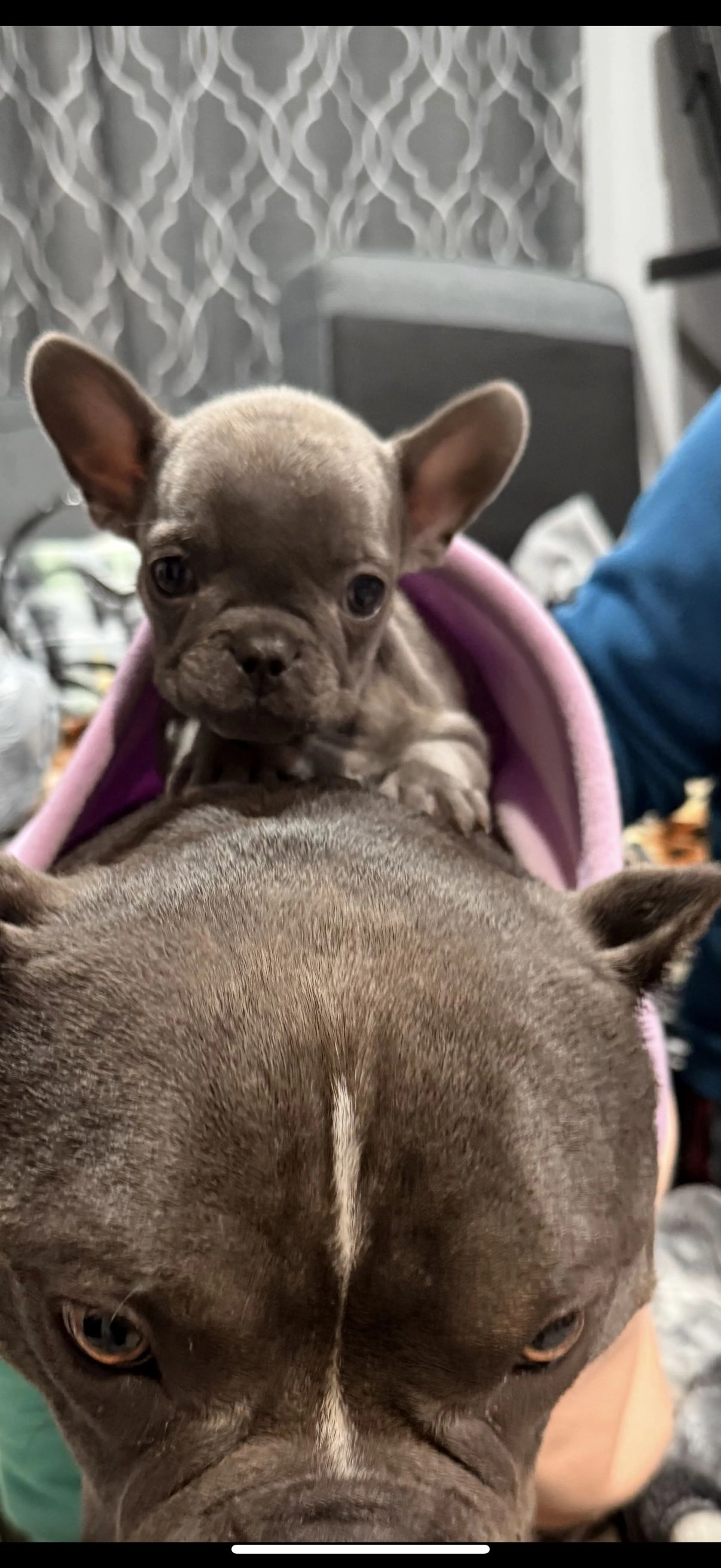 Lost pet-2