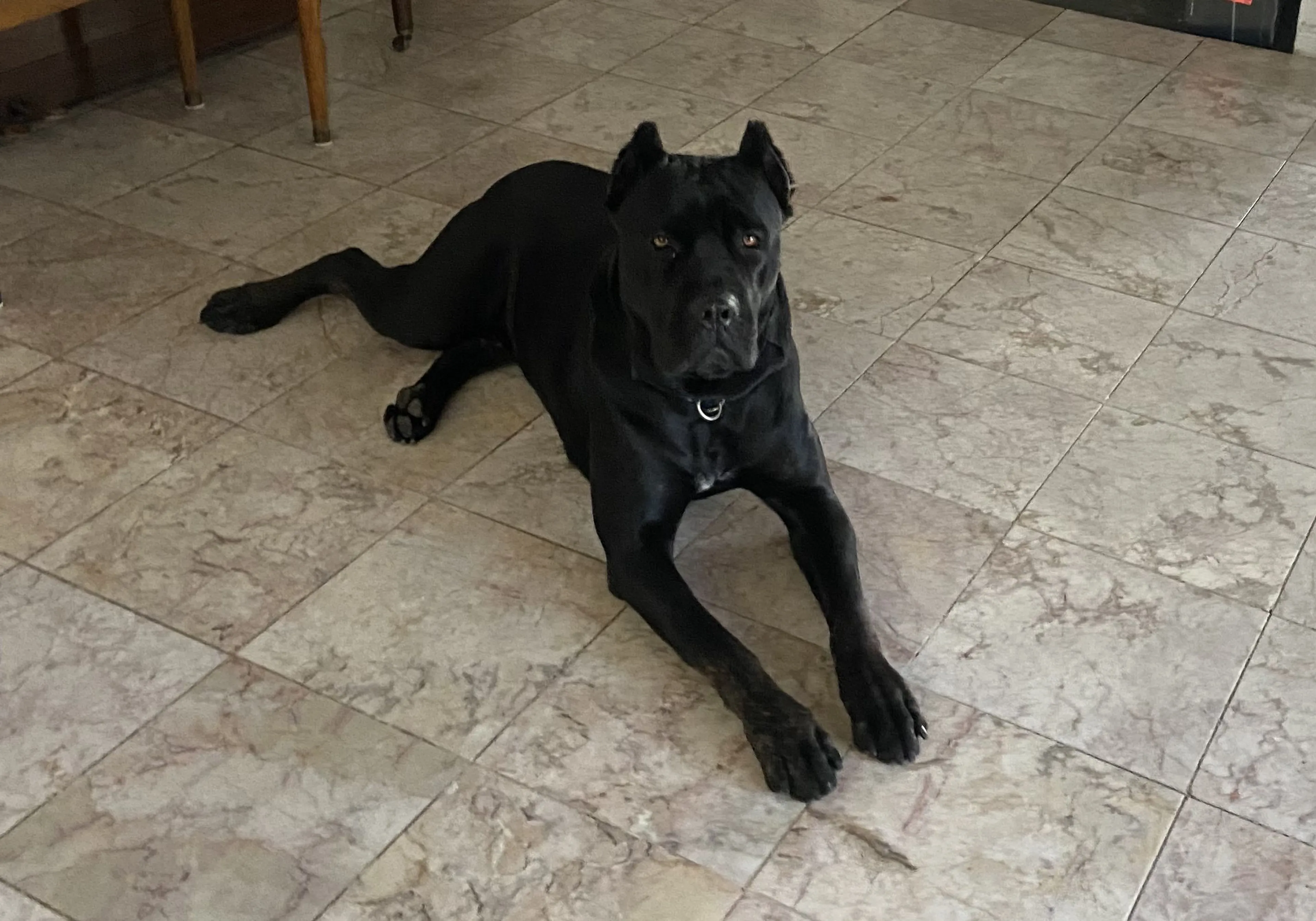 Lost pet-1