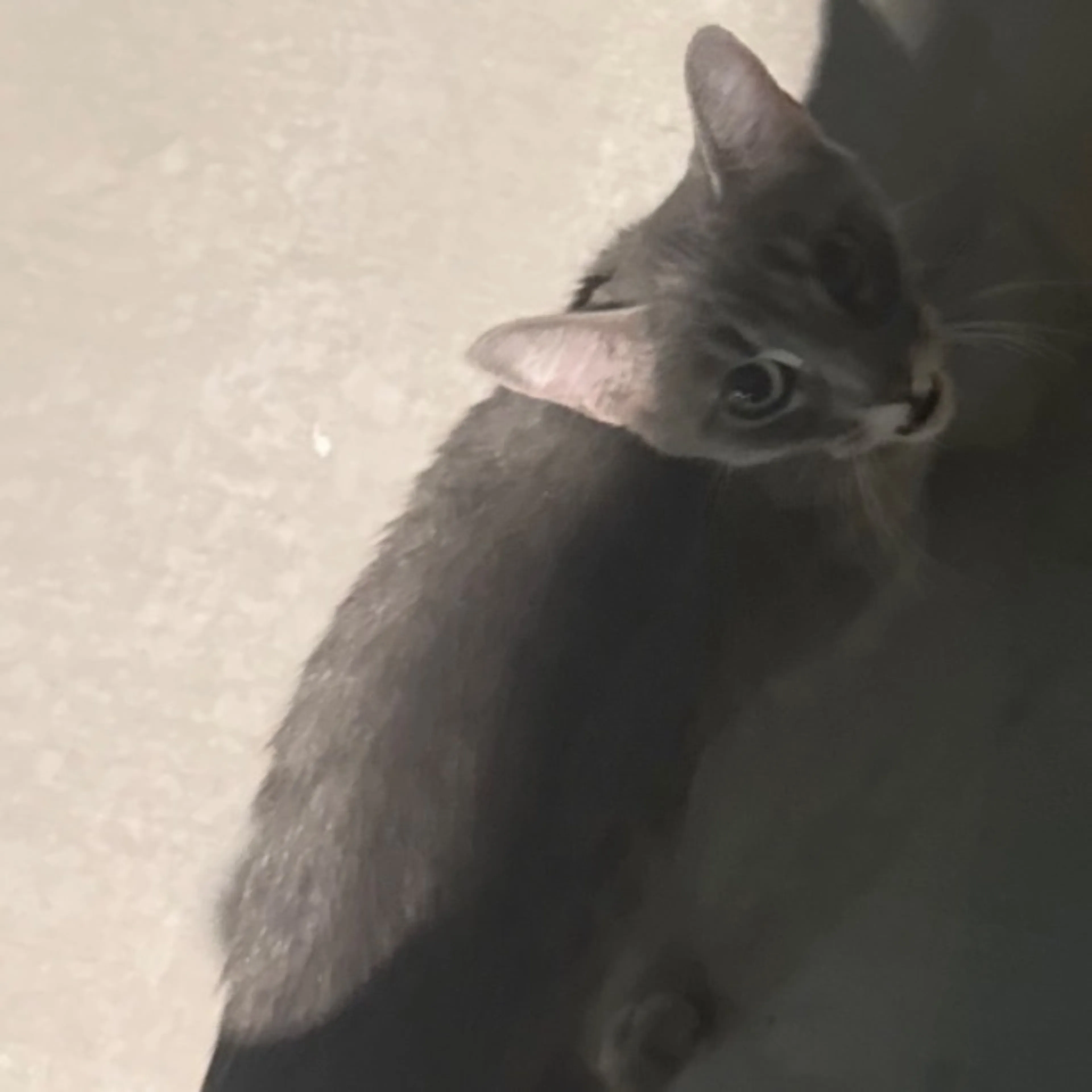 Found pet