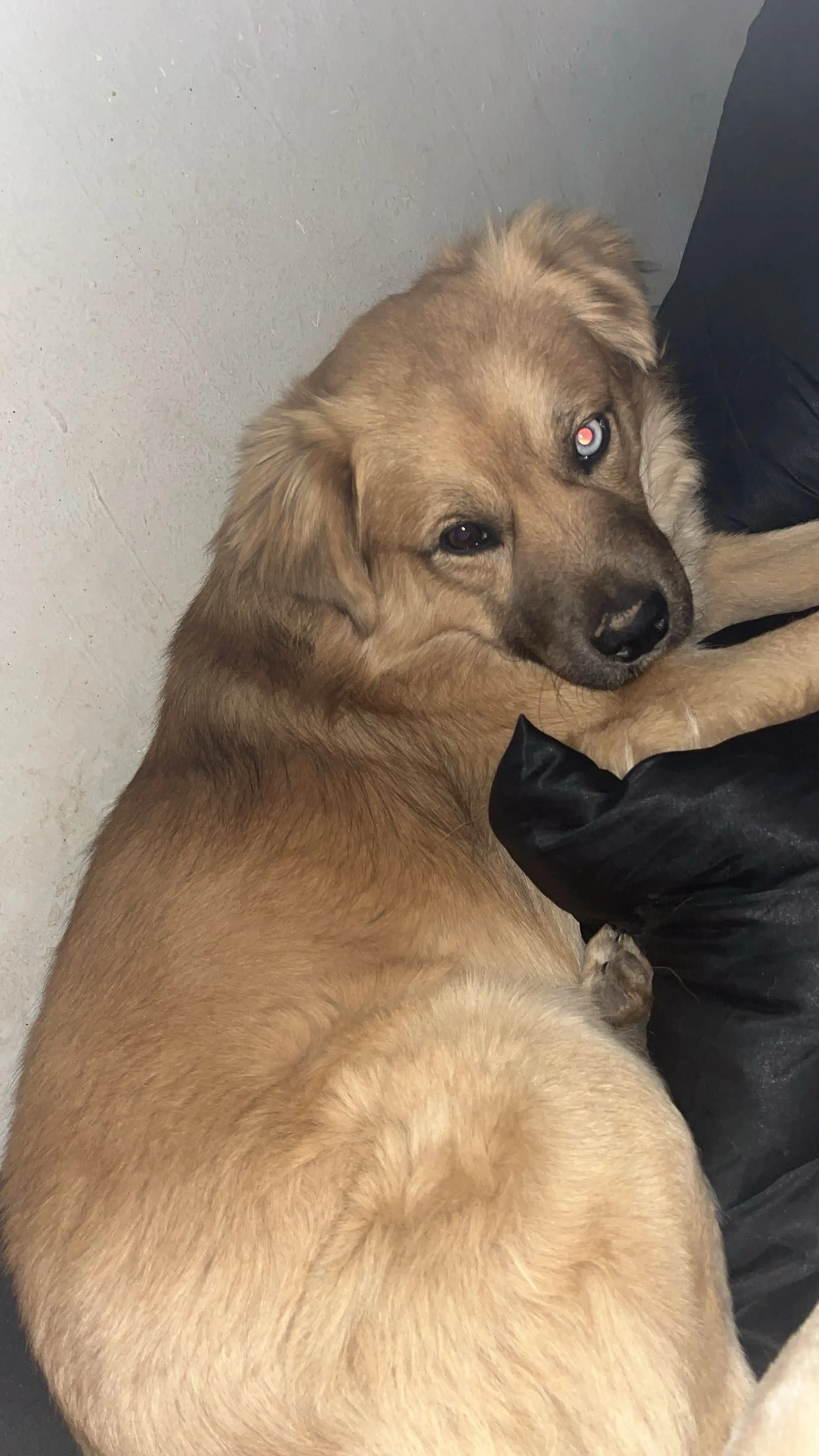 Lost pet