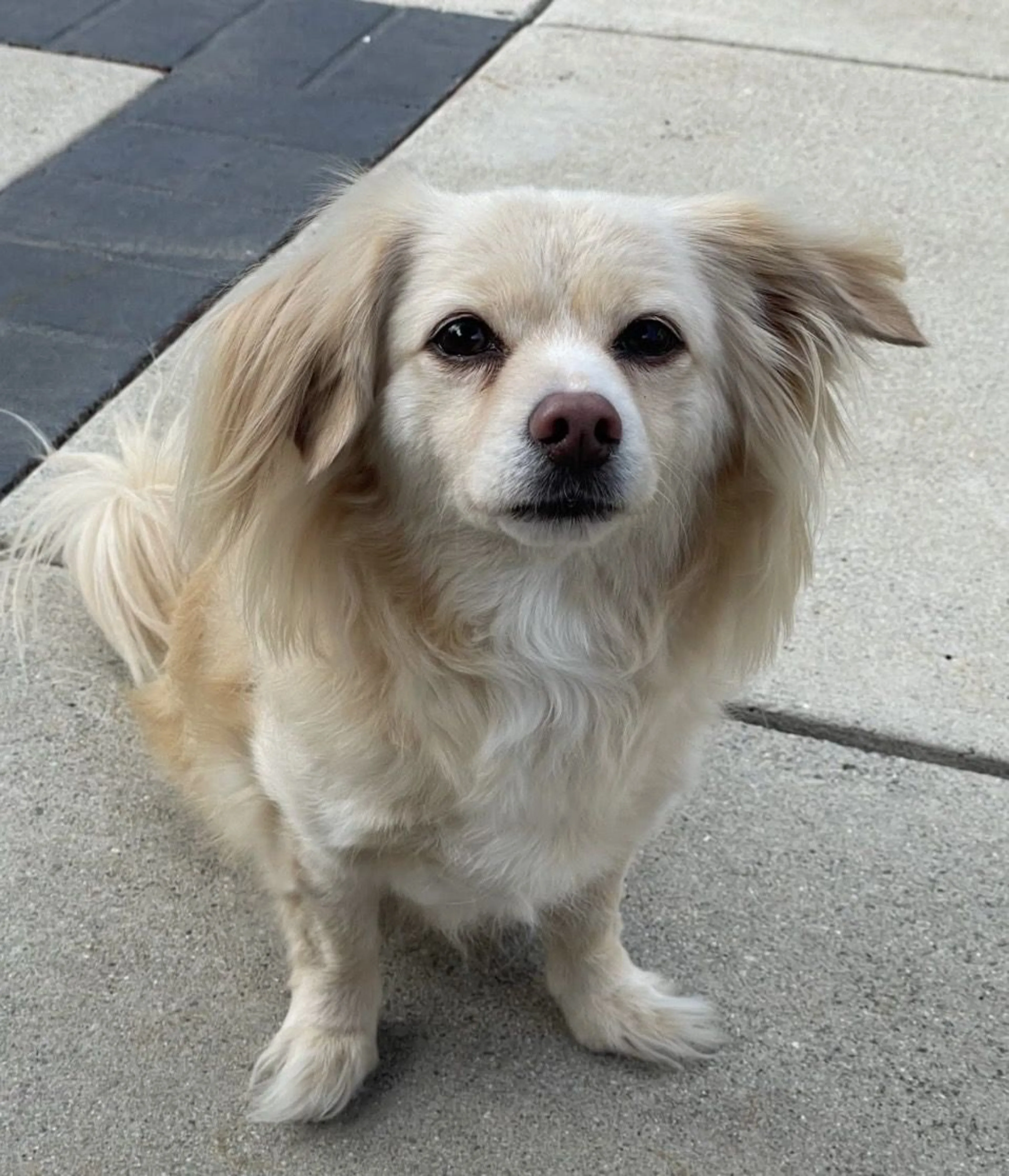 Lost pet-1