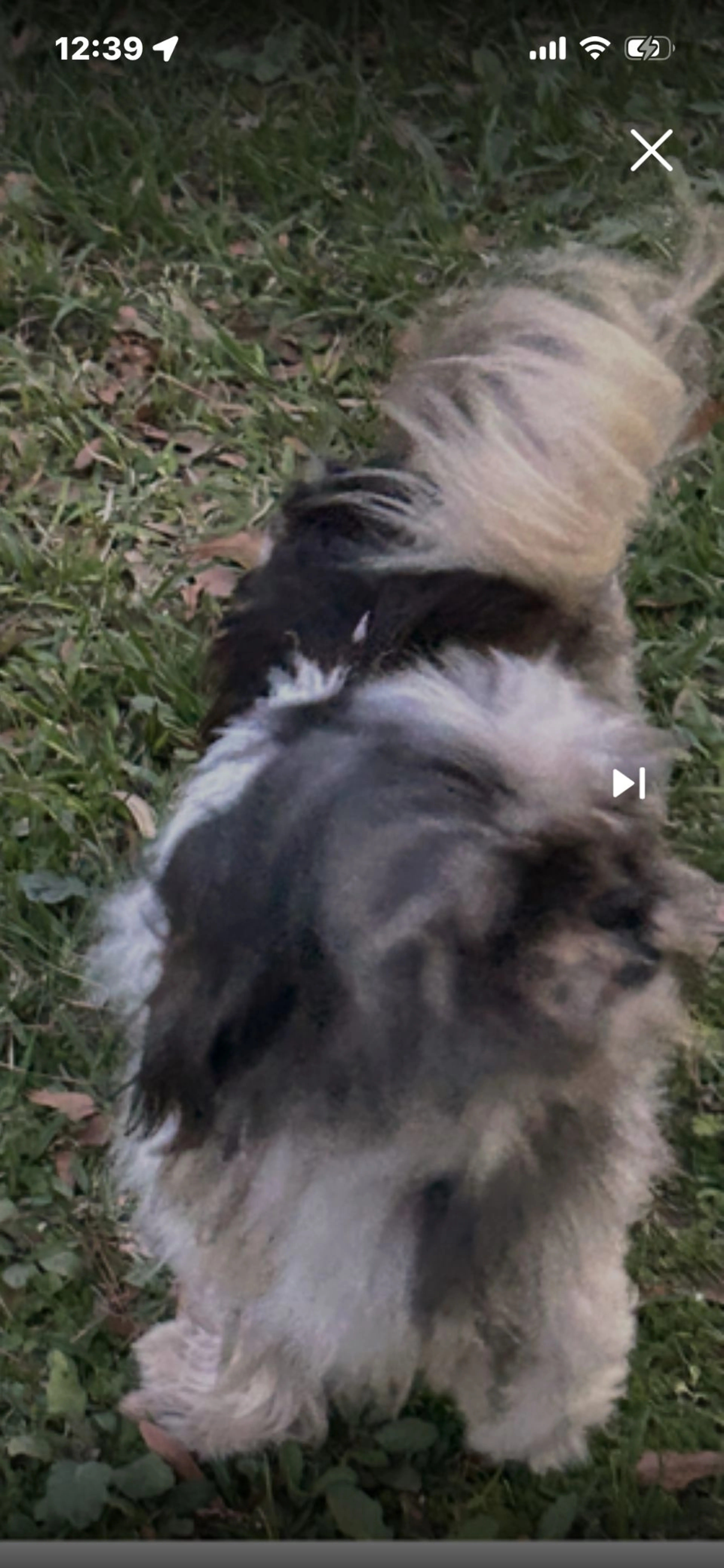 Lost pet