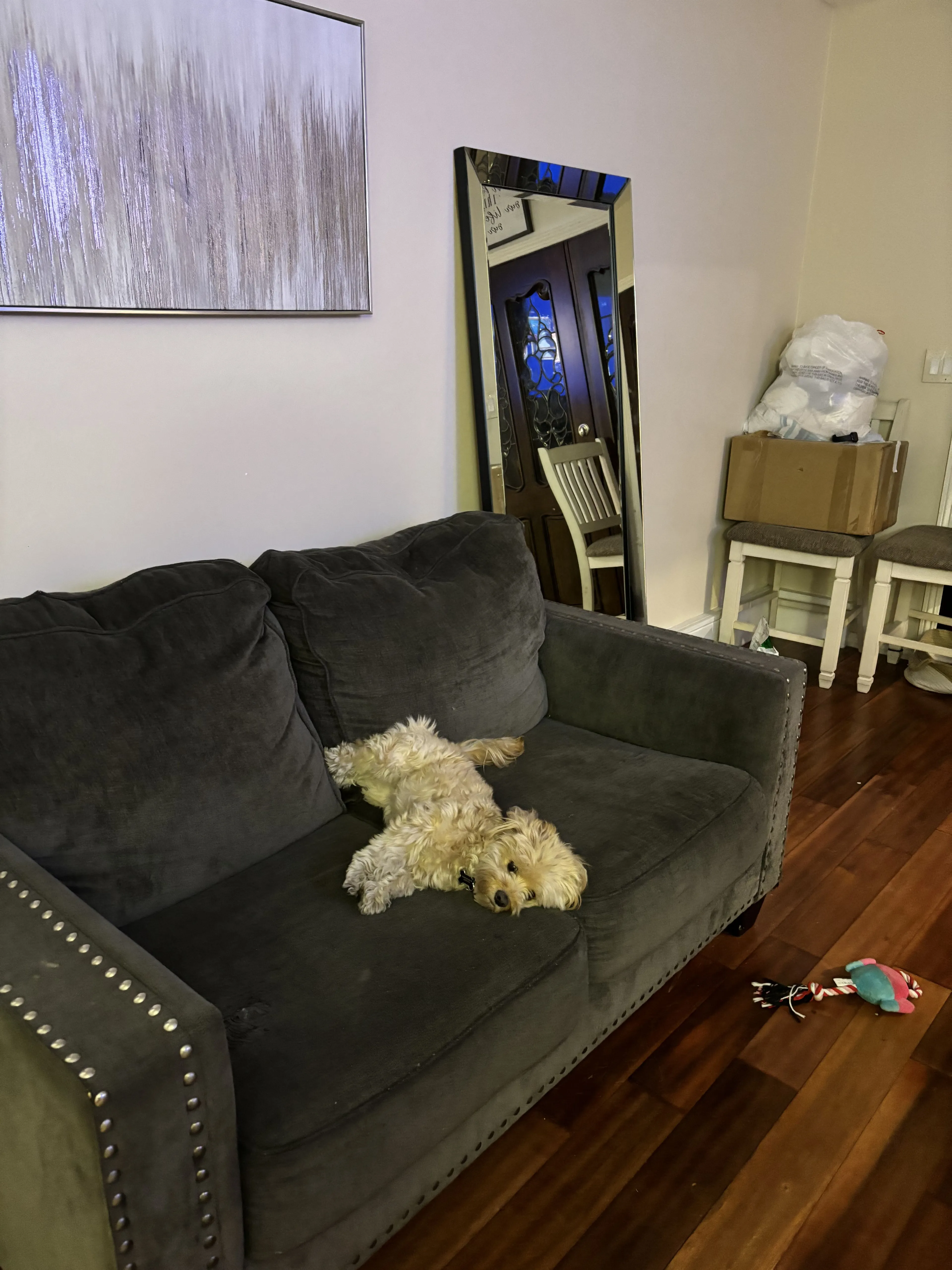 Lost pet-2