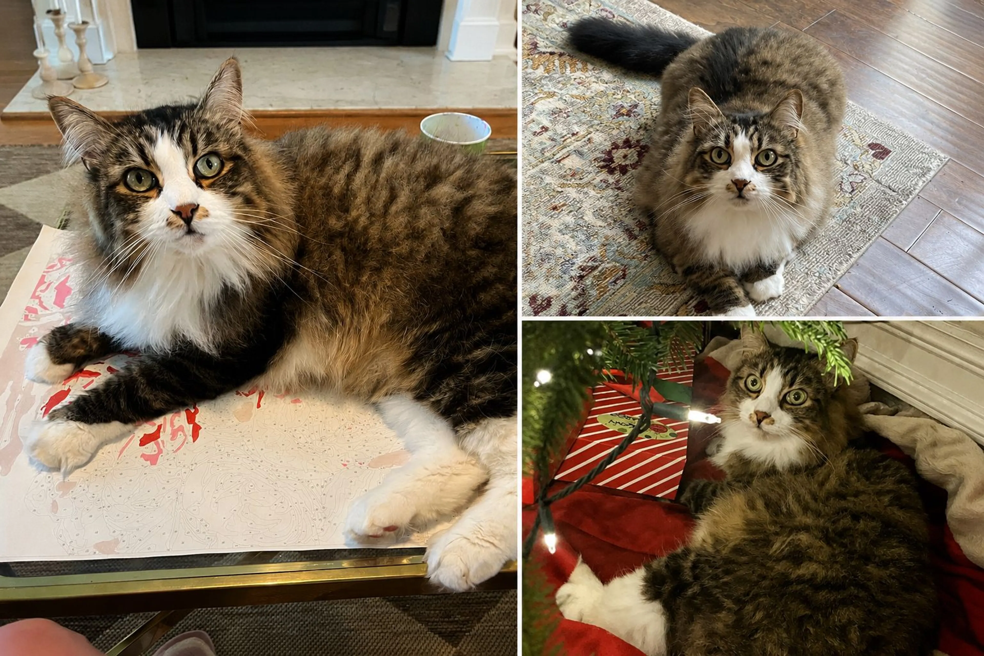 Lost pet