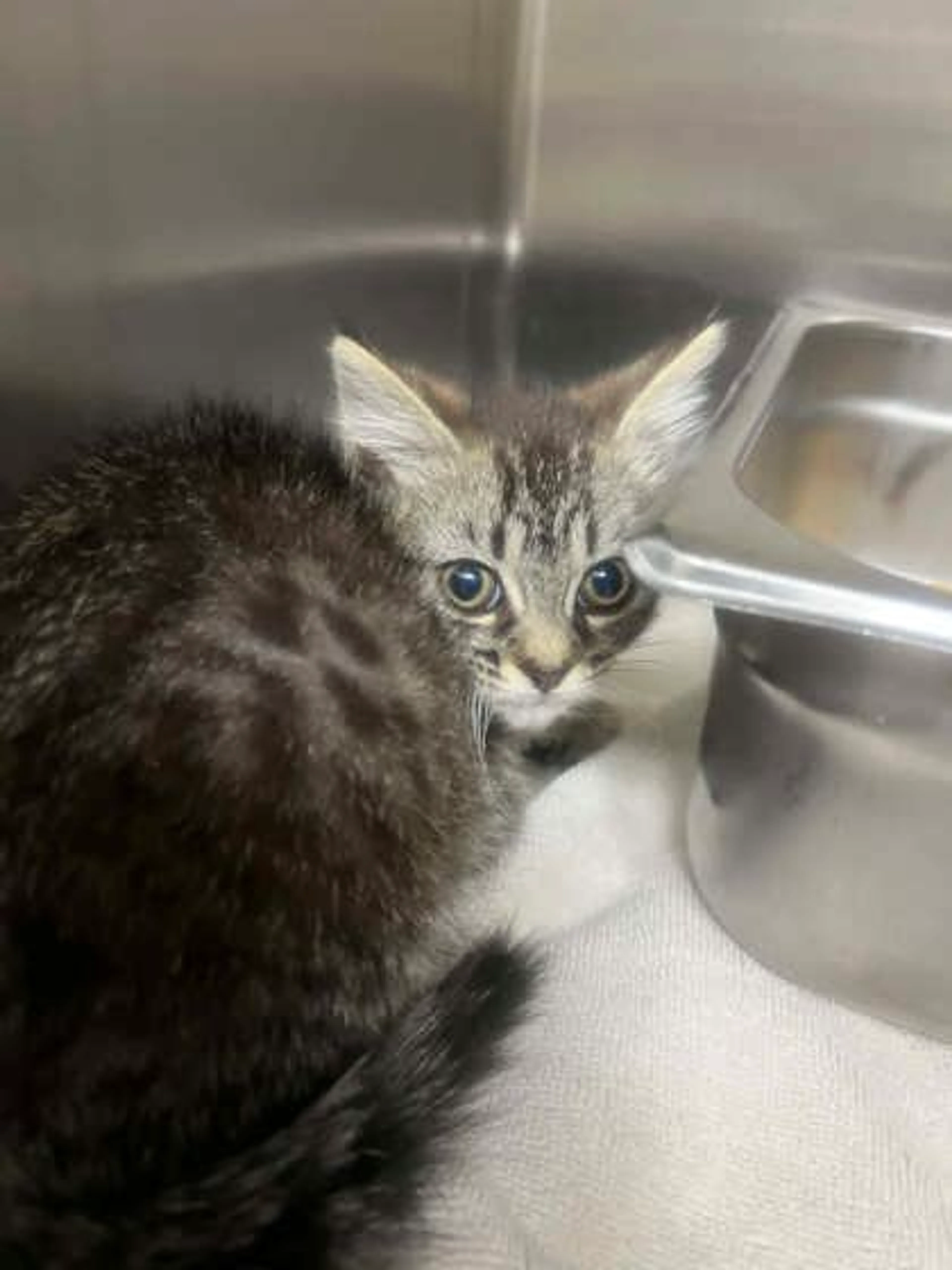 Found pet