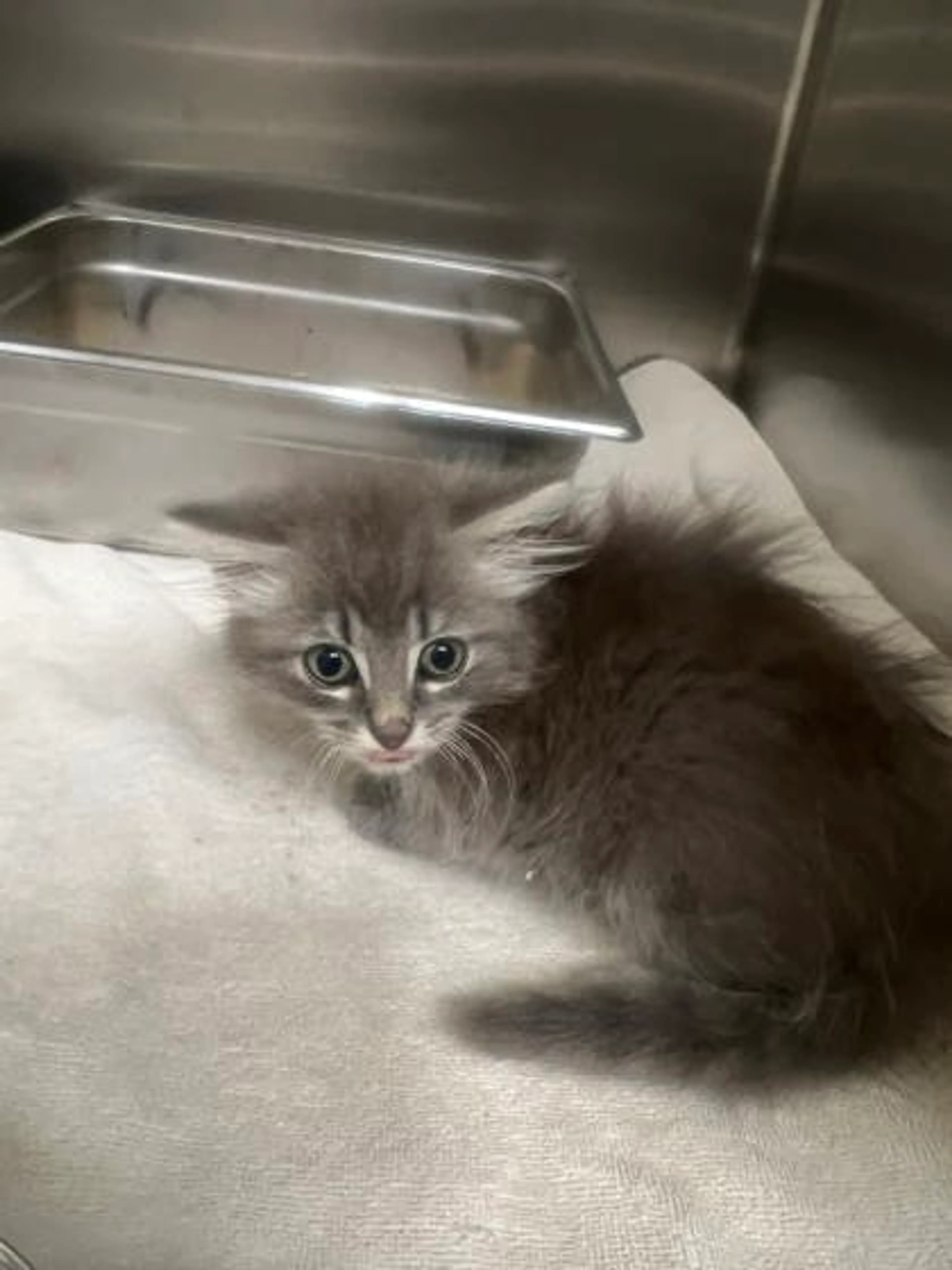 Found pet