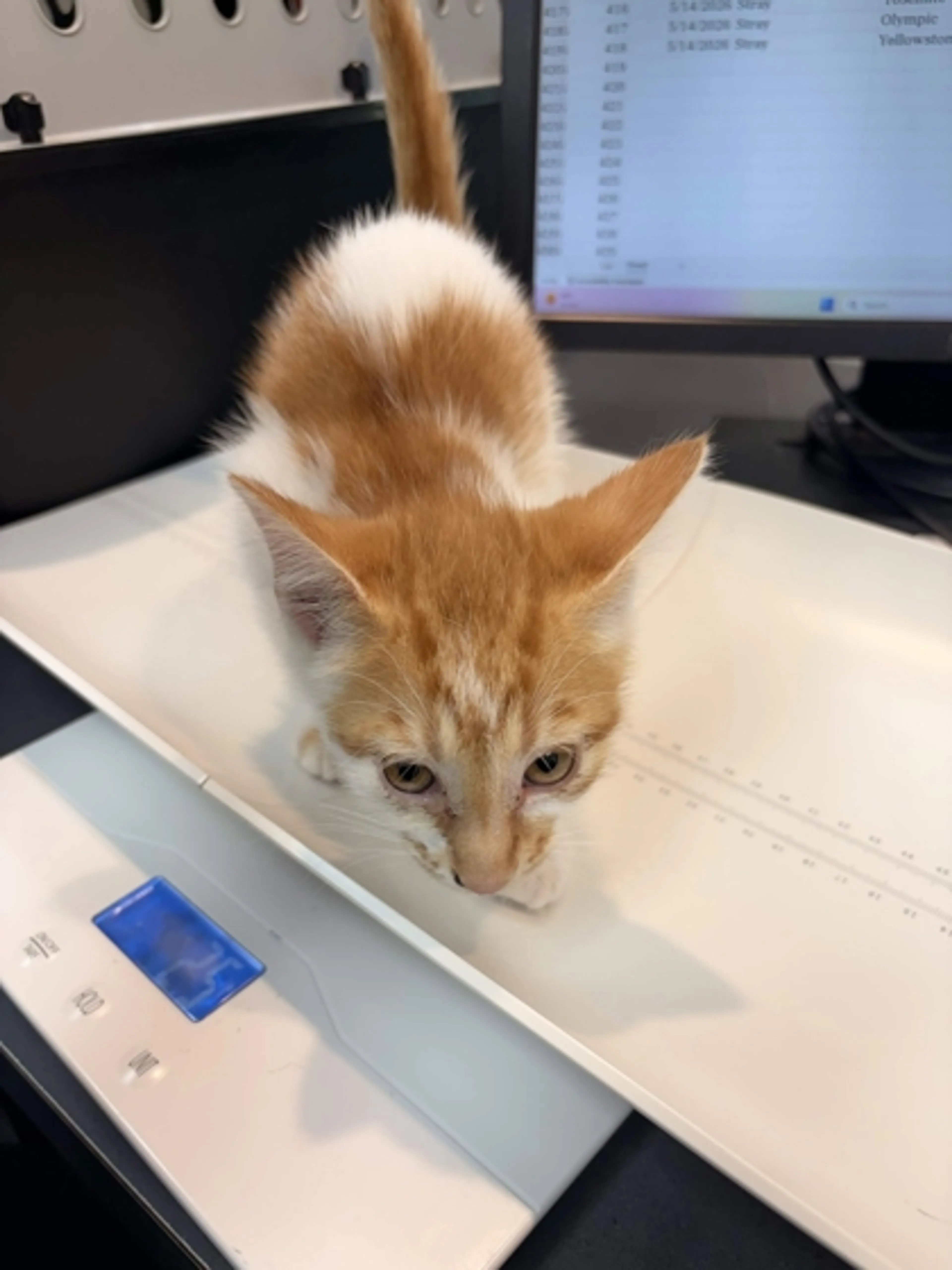Found pet