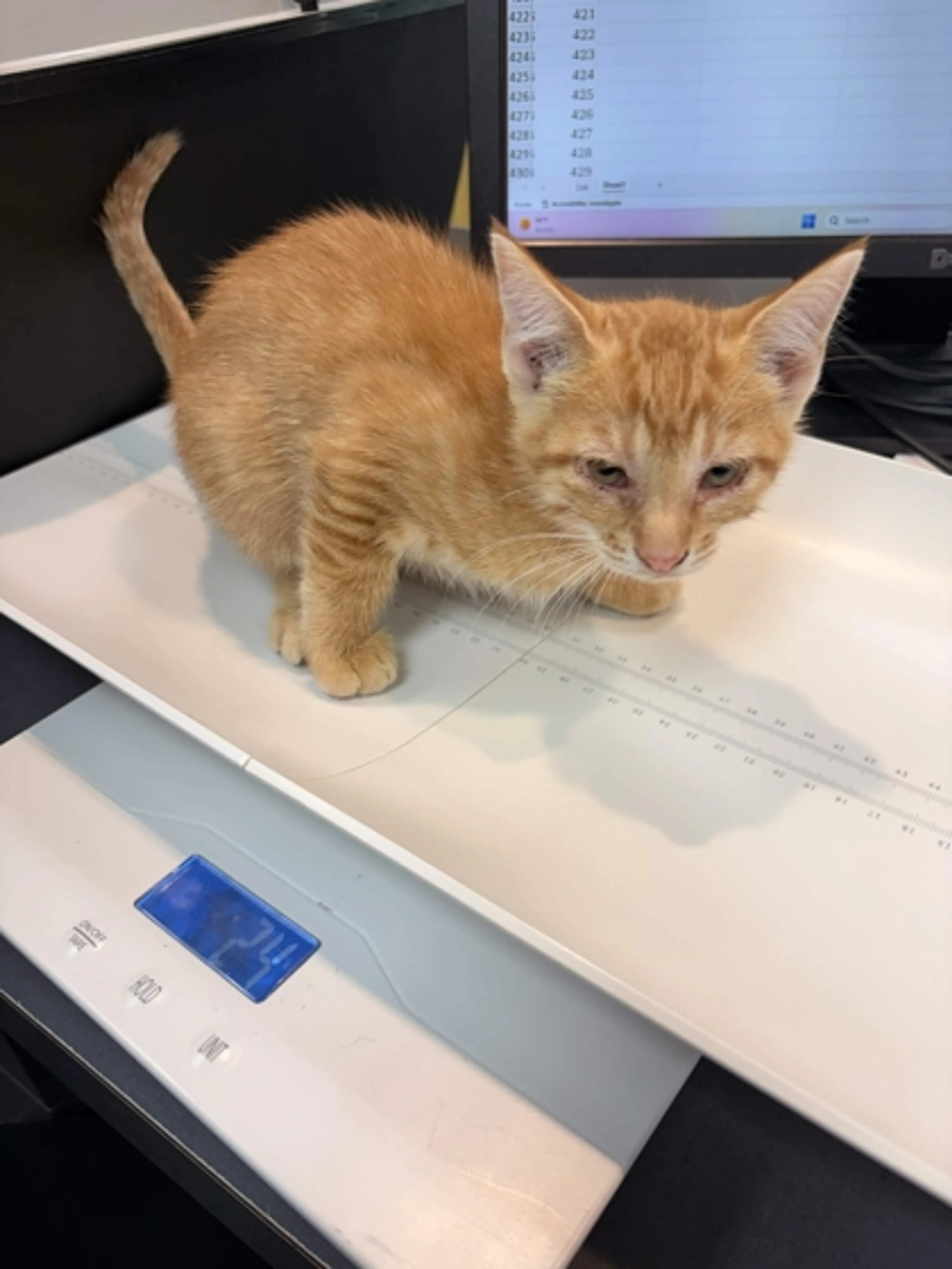 Found pet
