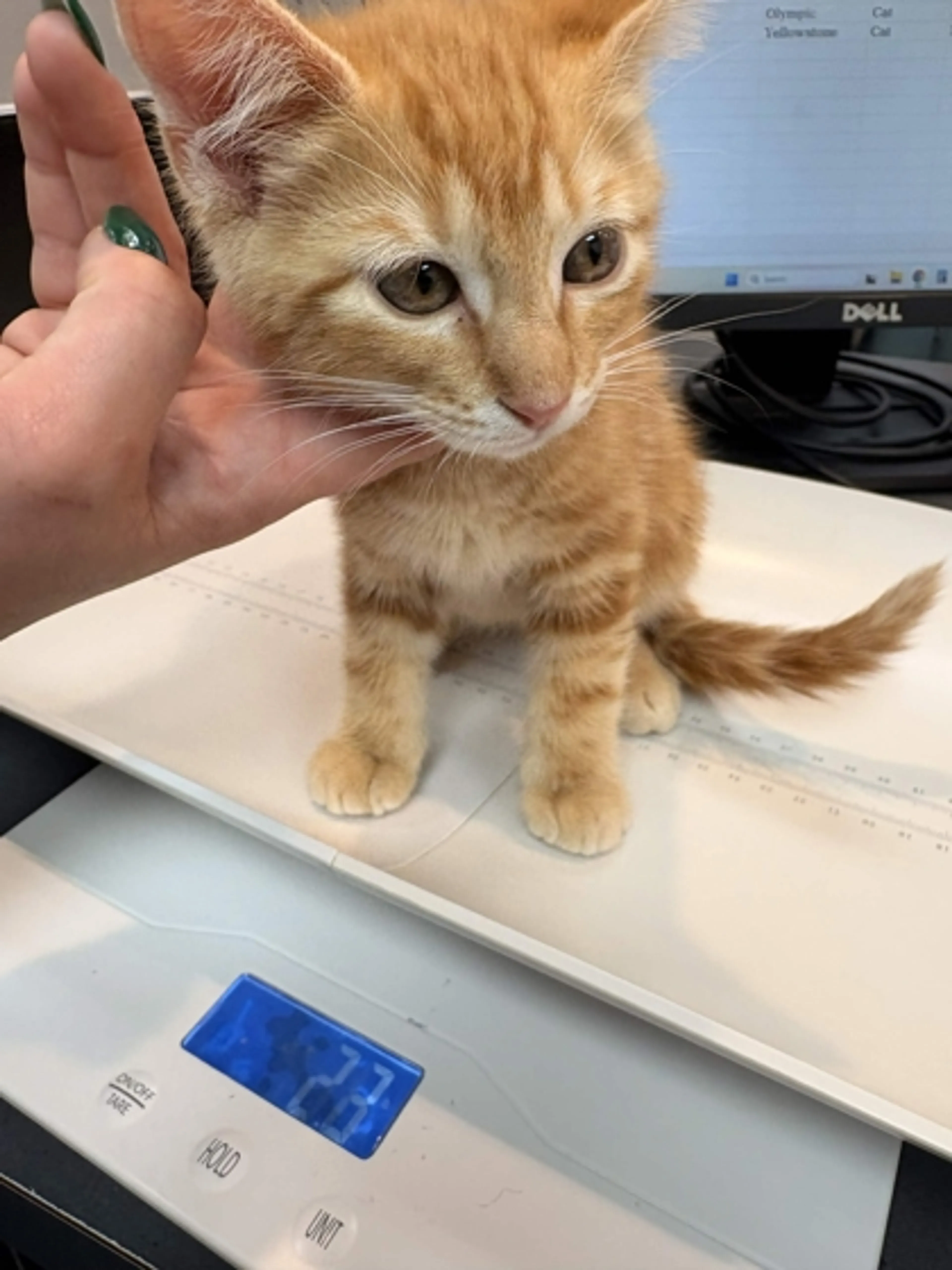 Found pet
