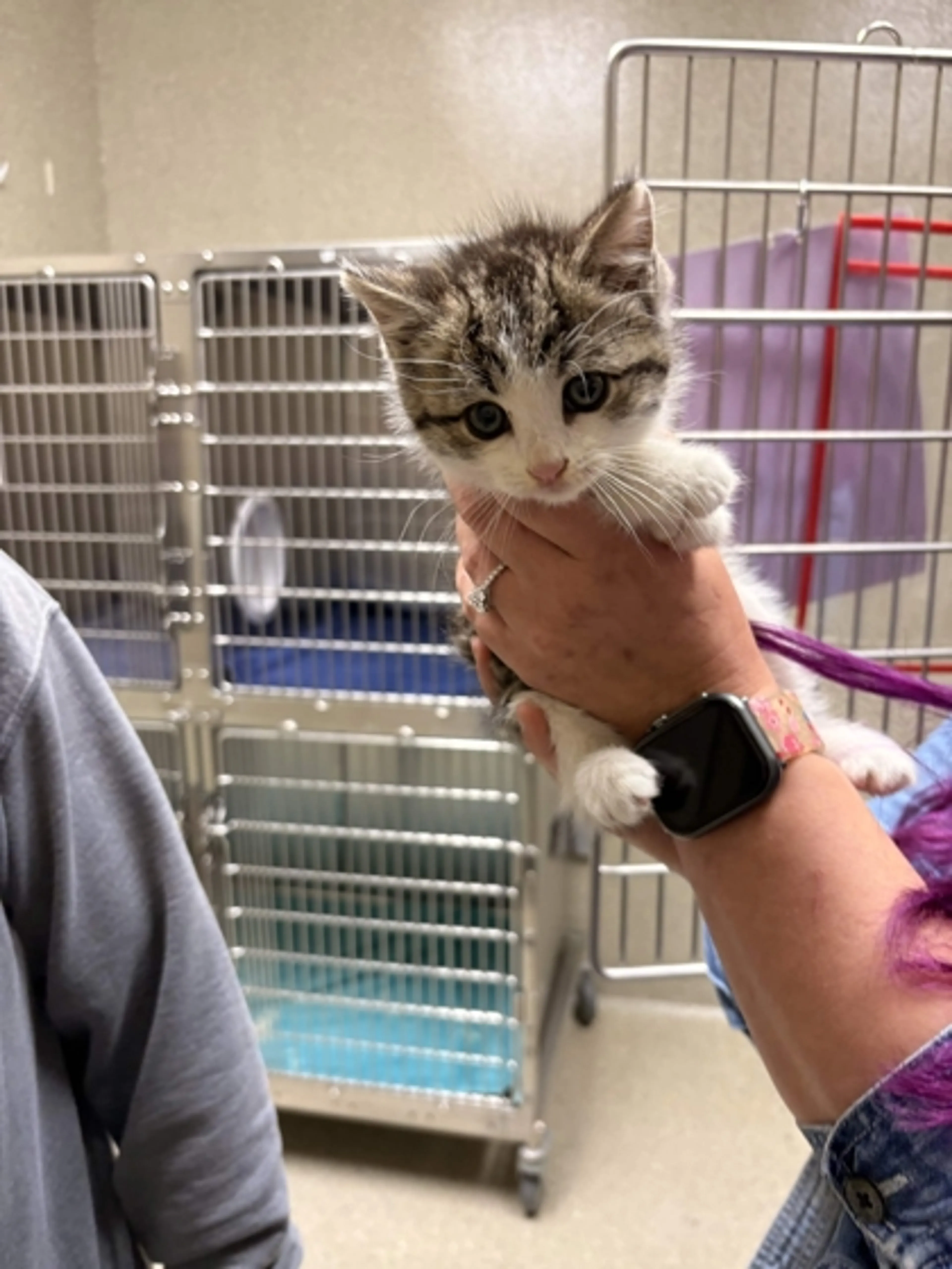 Found pet