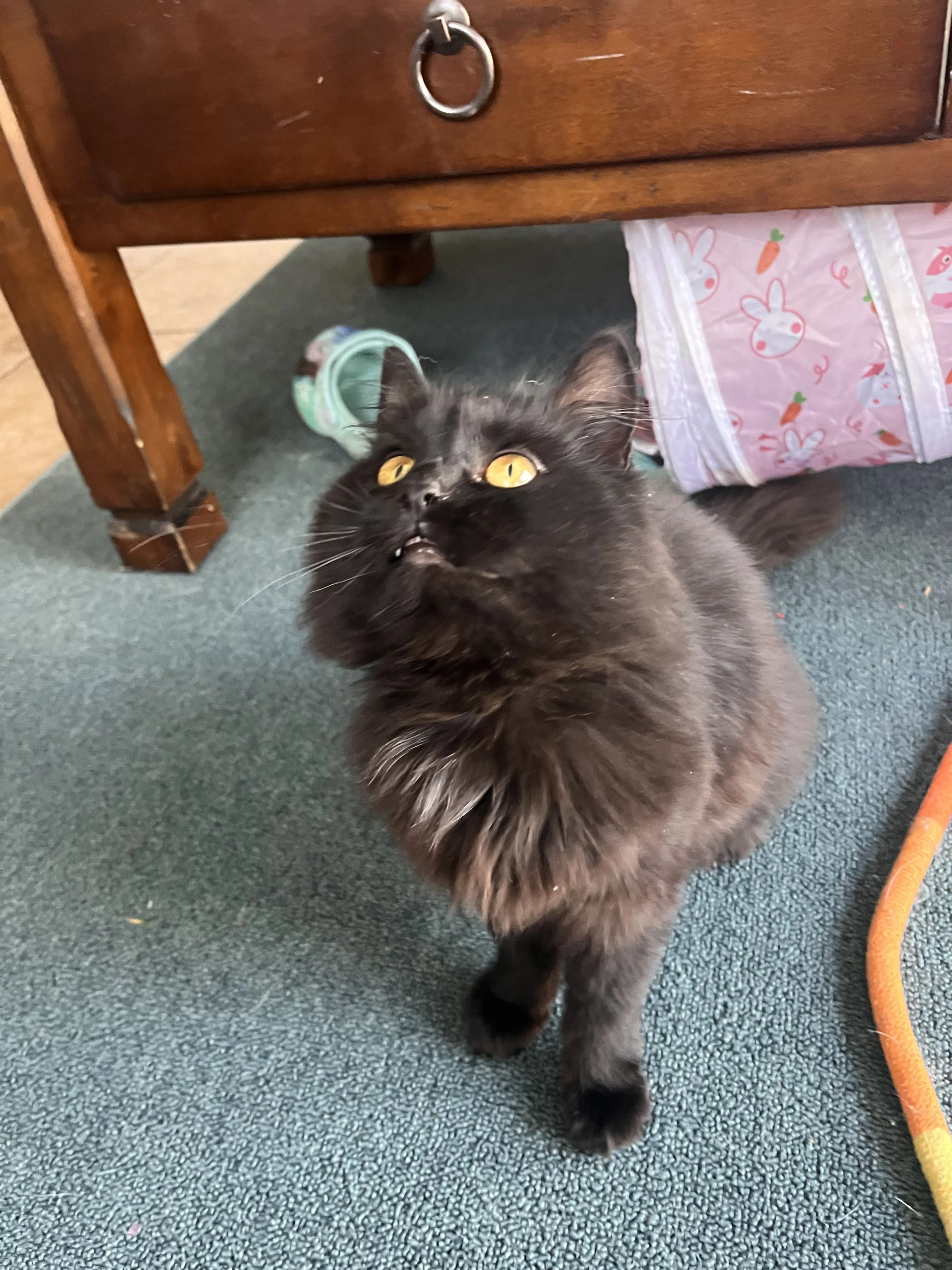 Lost pet-0