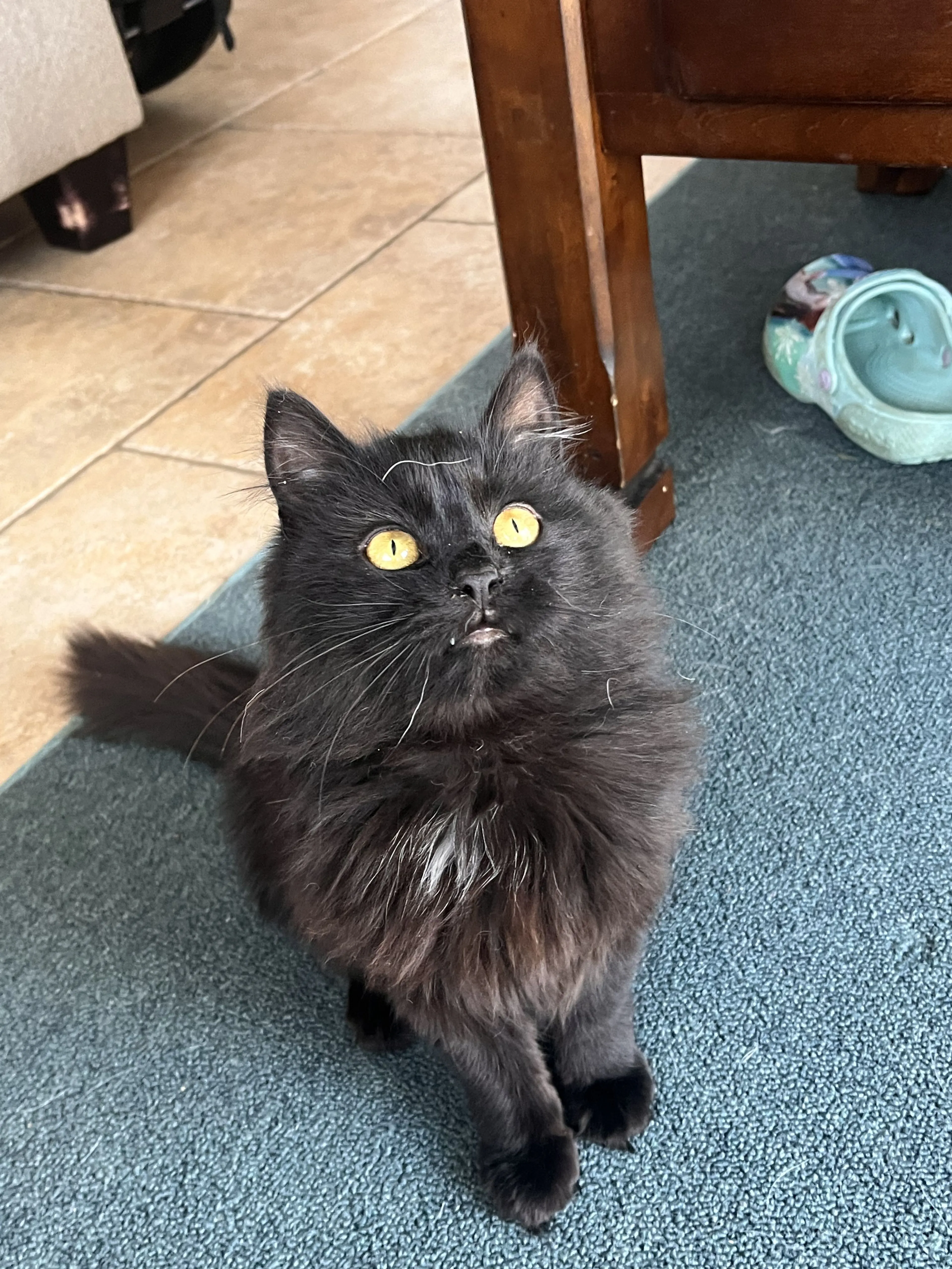 Lost pet-1