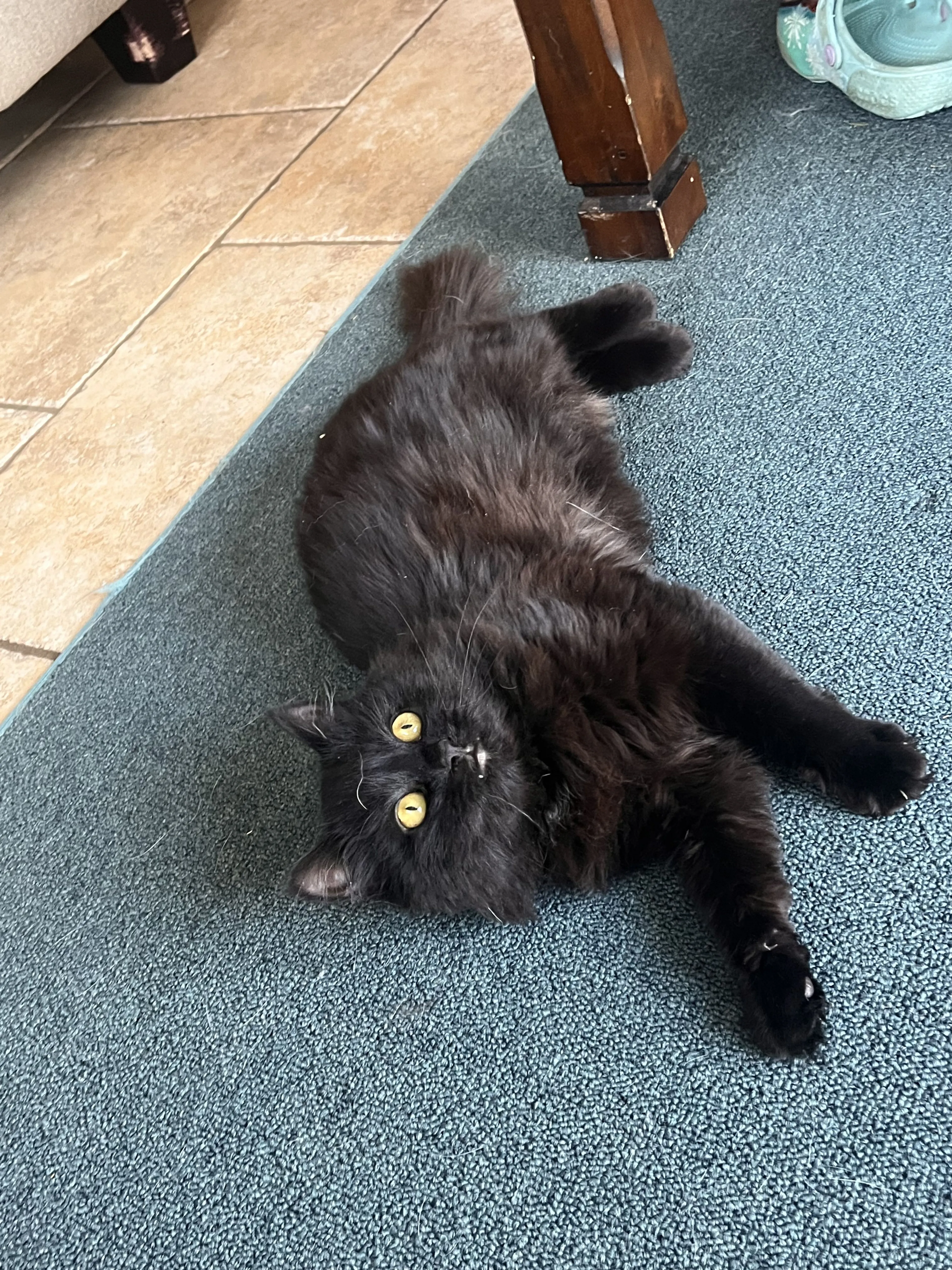 Lost pet-2