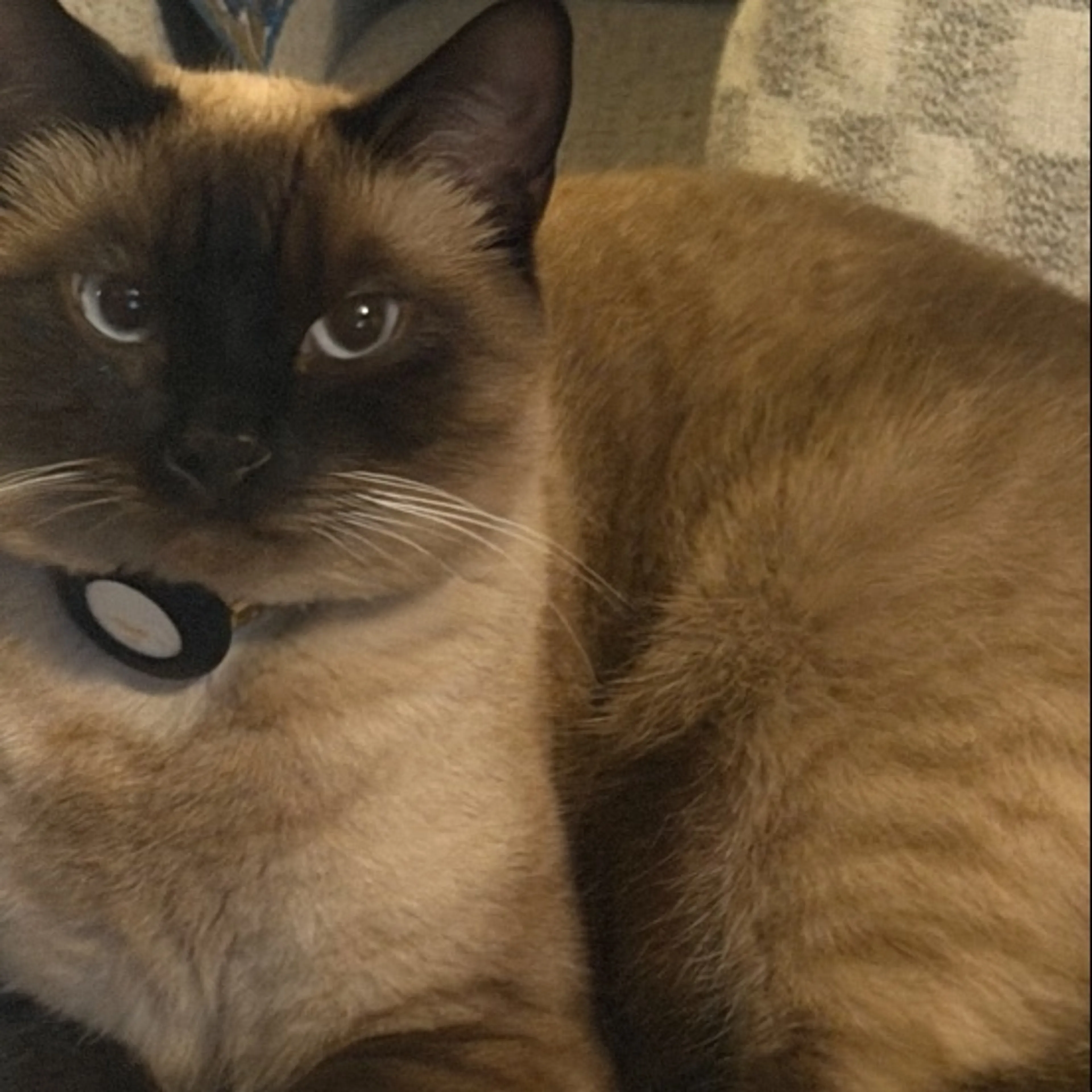 Lost pet-0