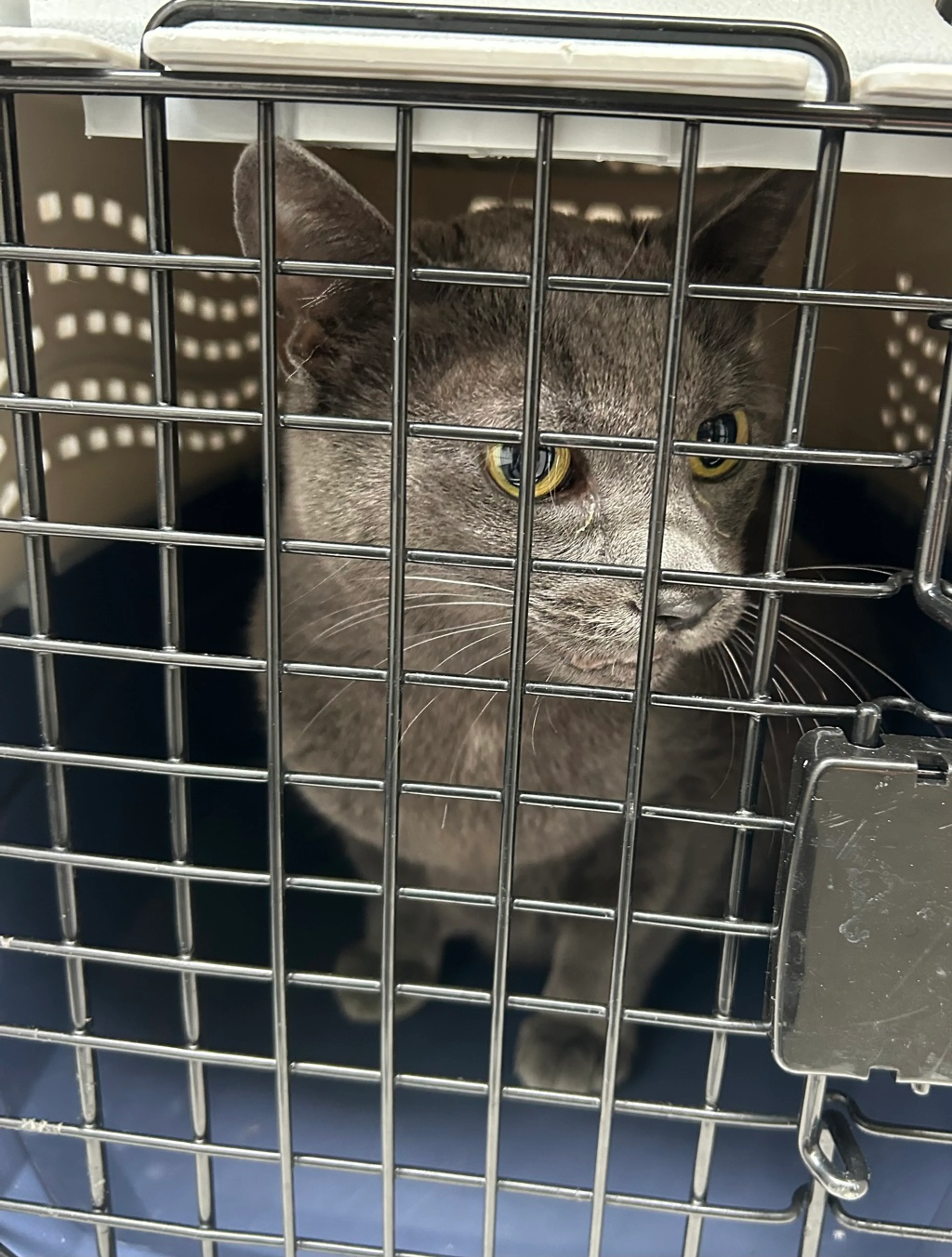Found pet-1