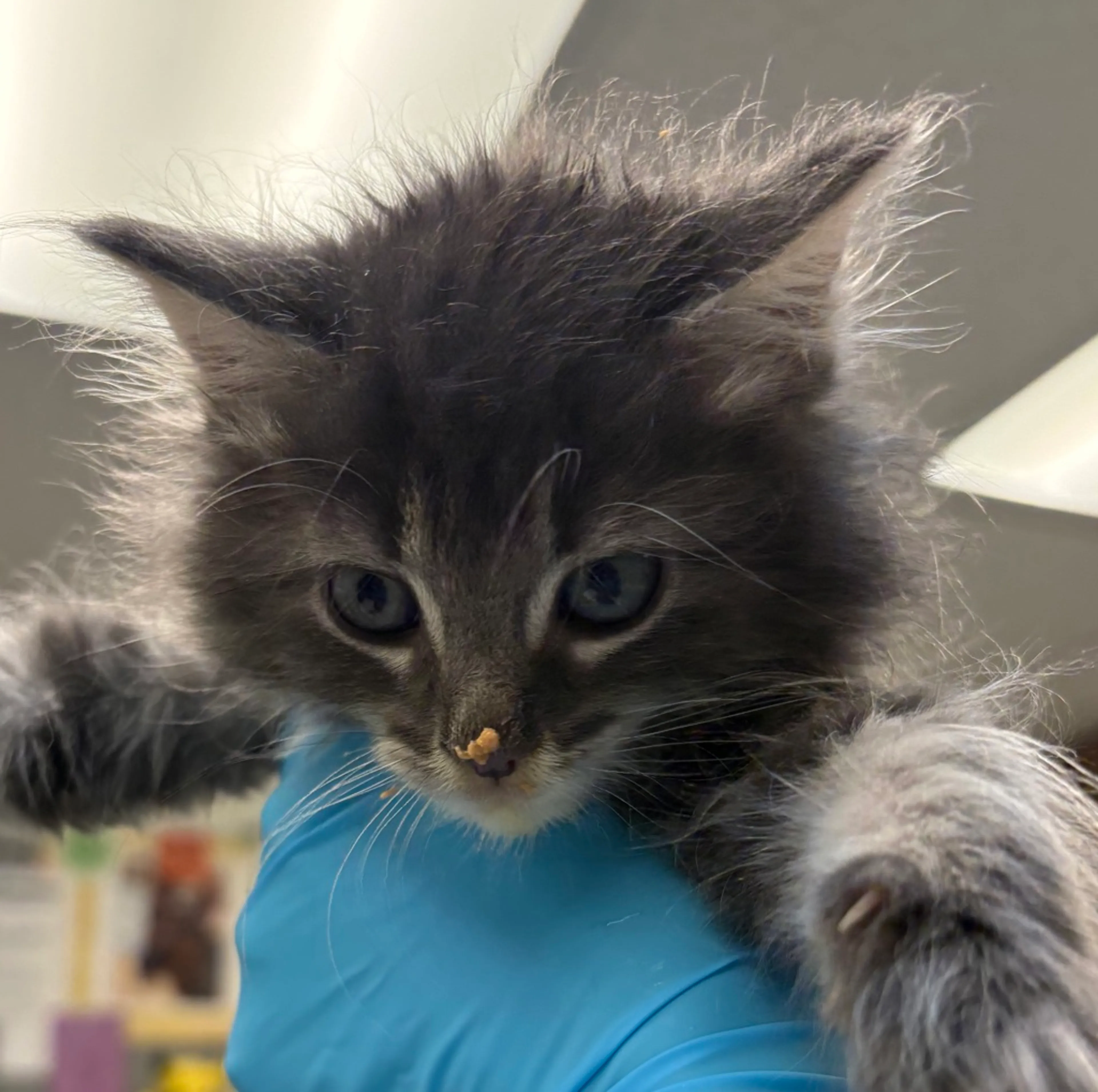 Found pet