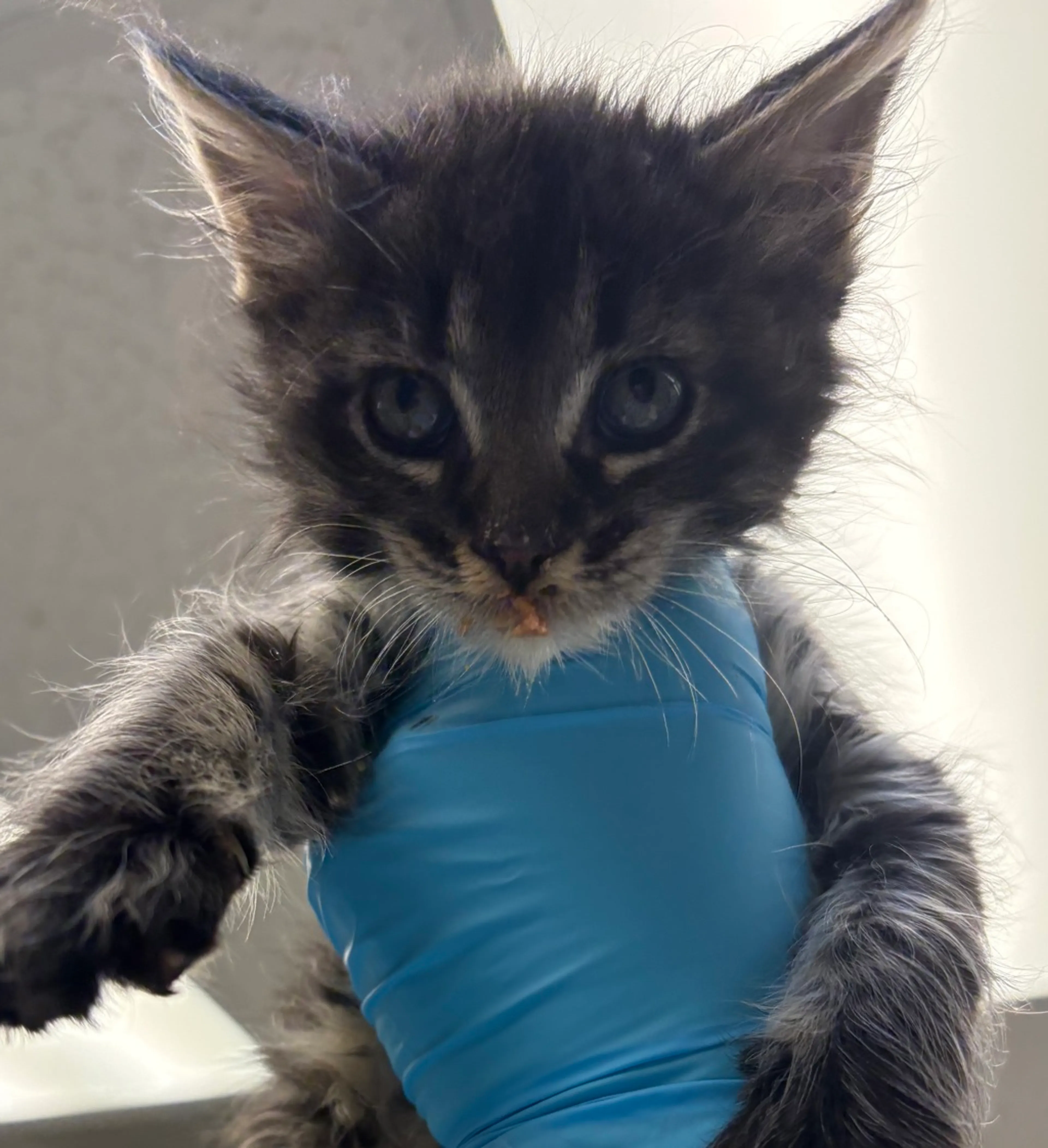 Found pet