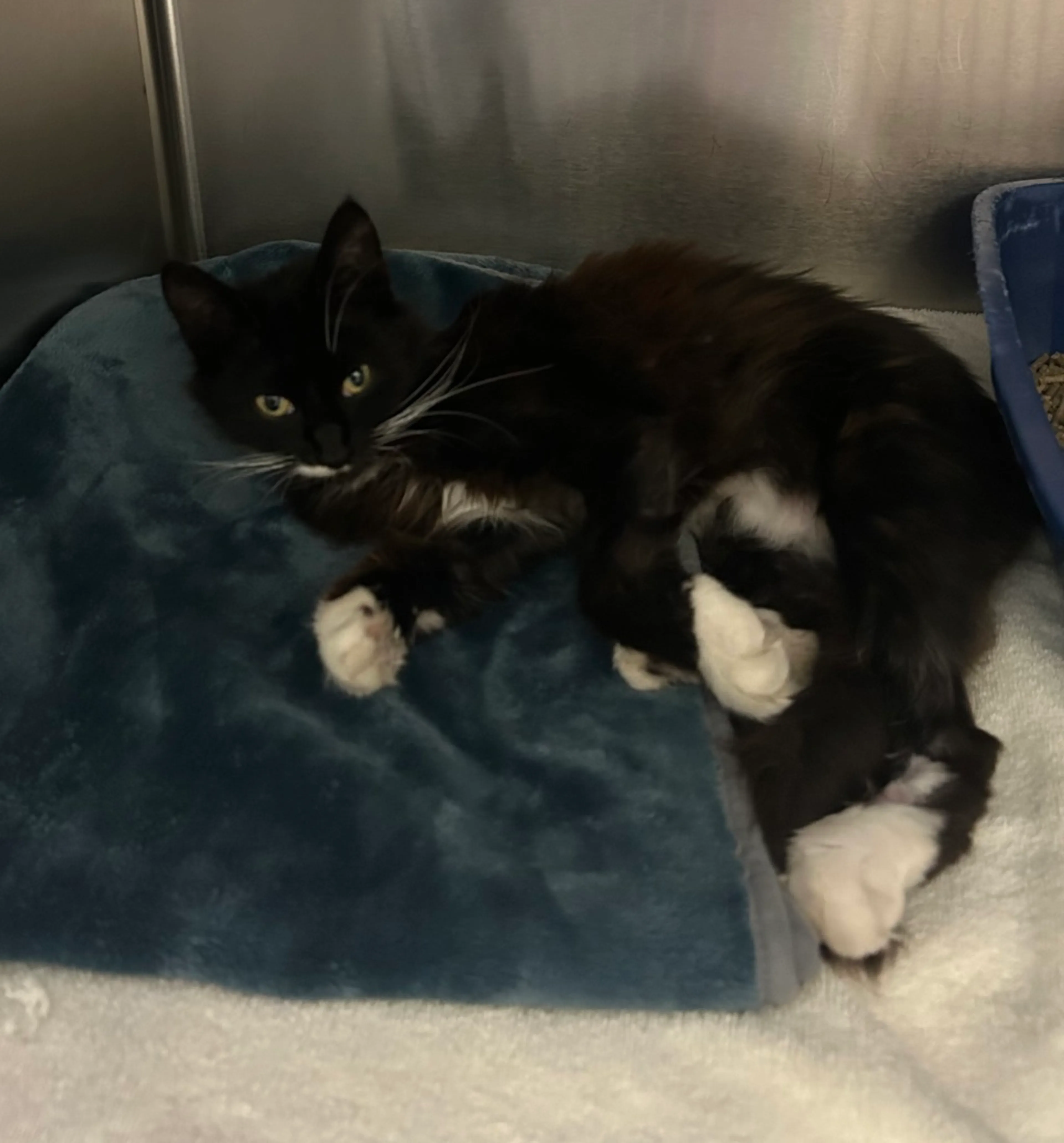 Found pet-2