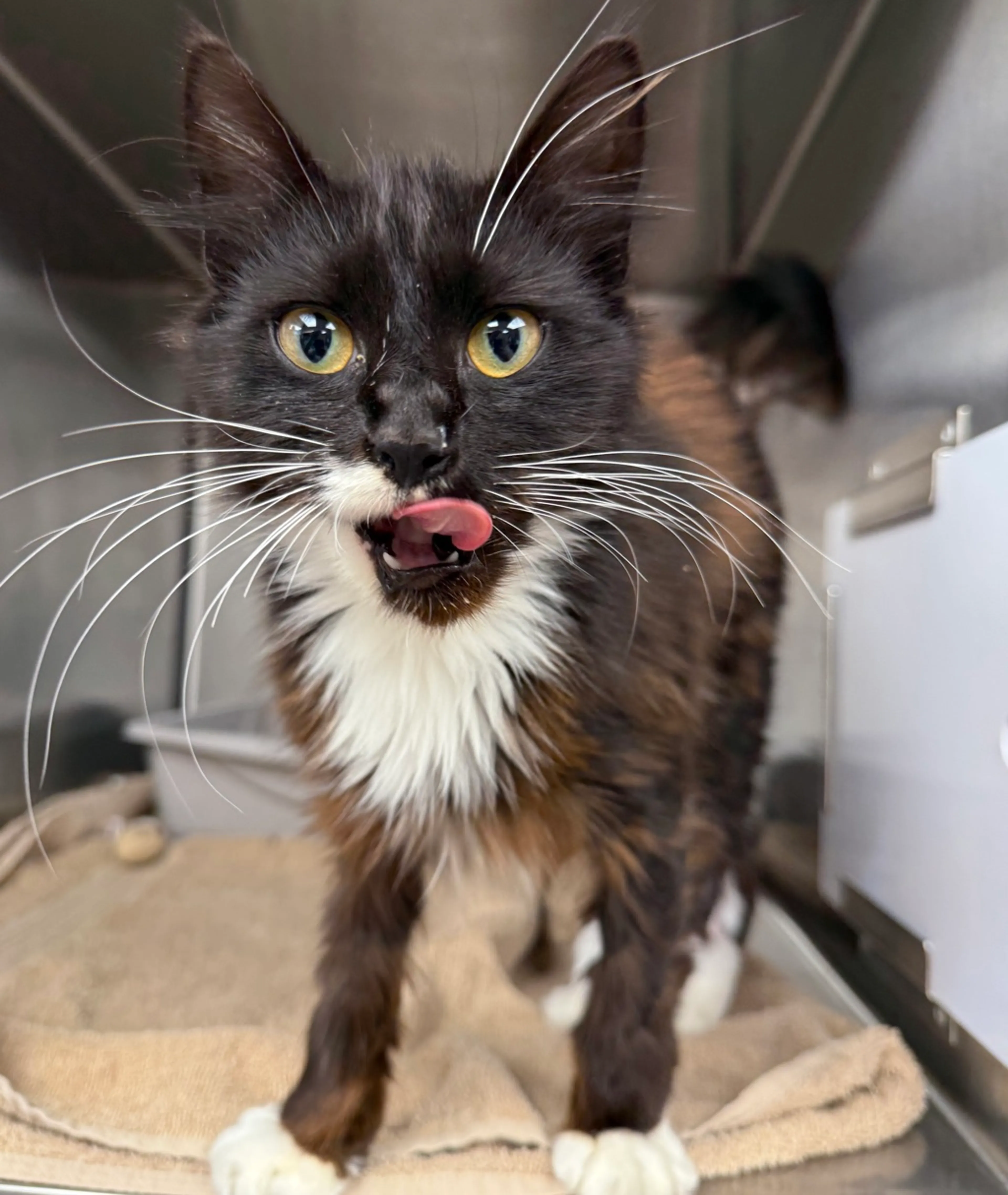 Found pet-1