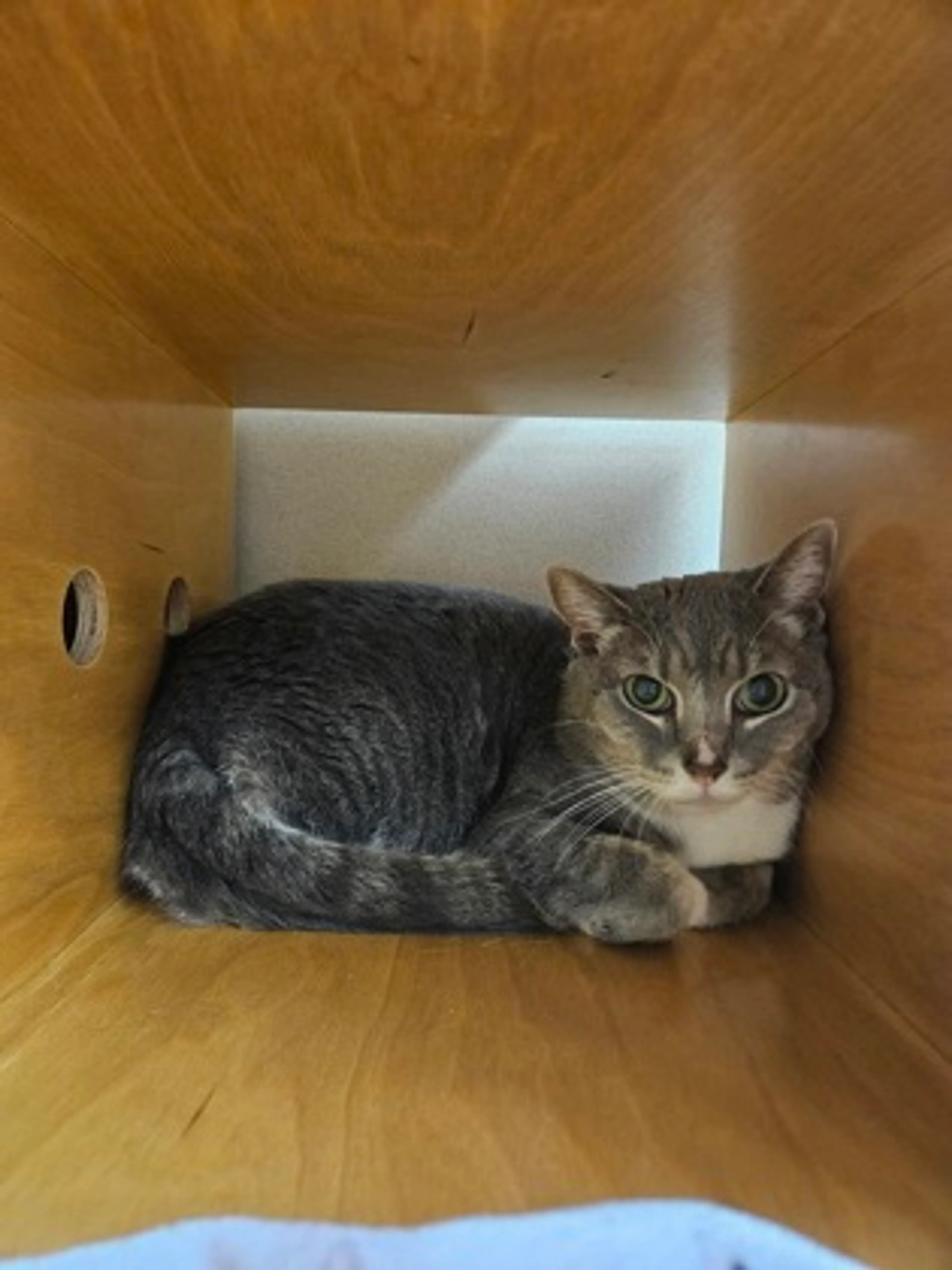 Found pet