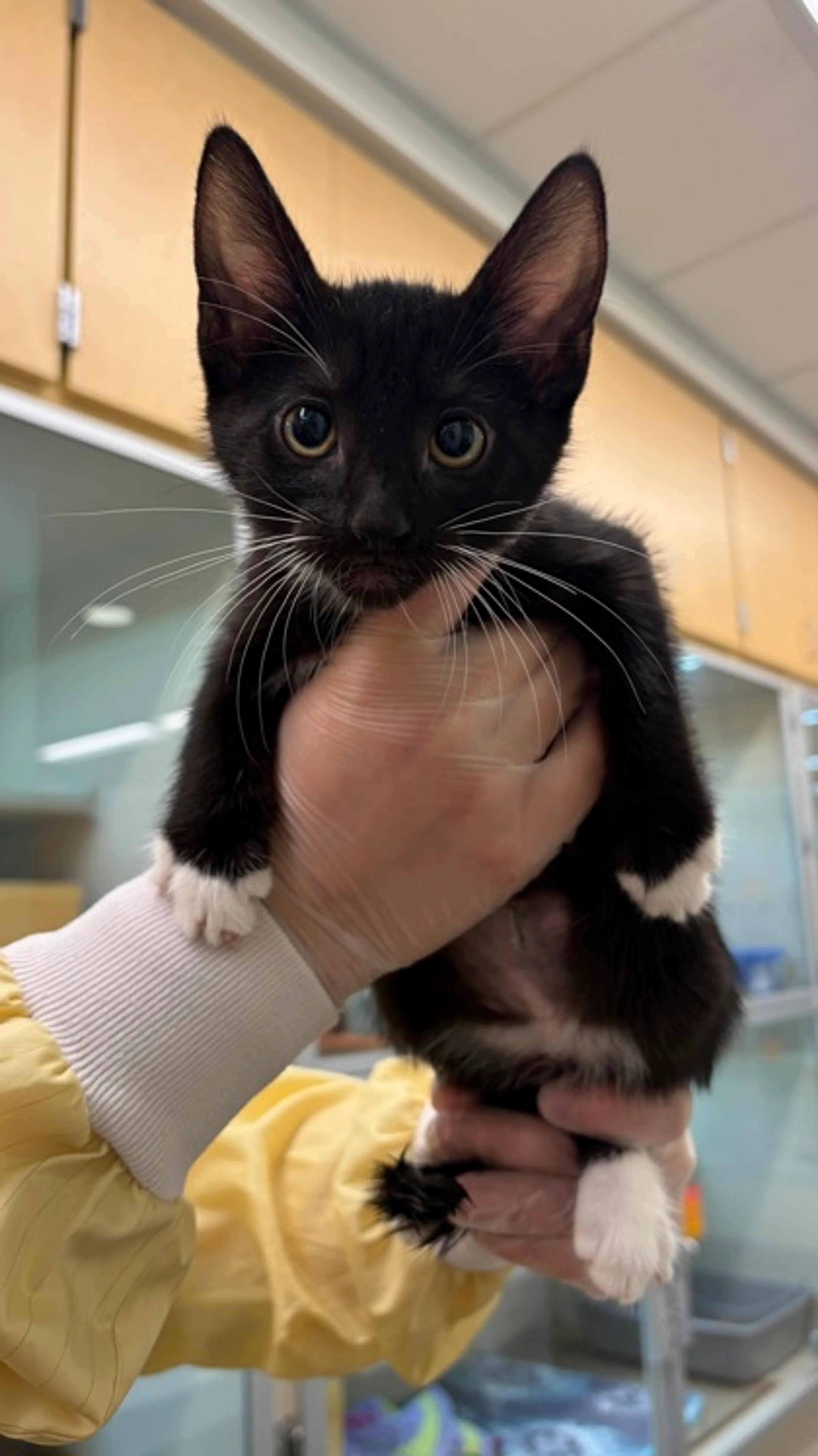Found pet